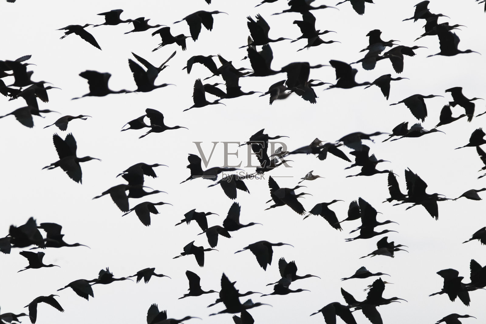 飞翔的朱鹮照片摄影图片