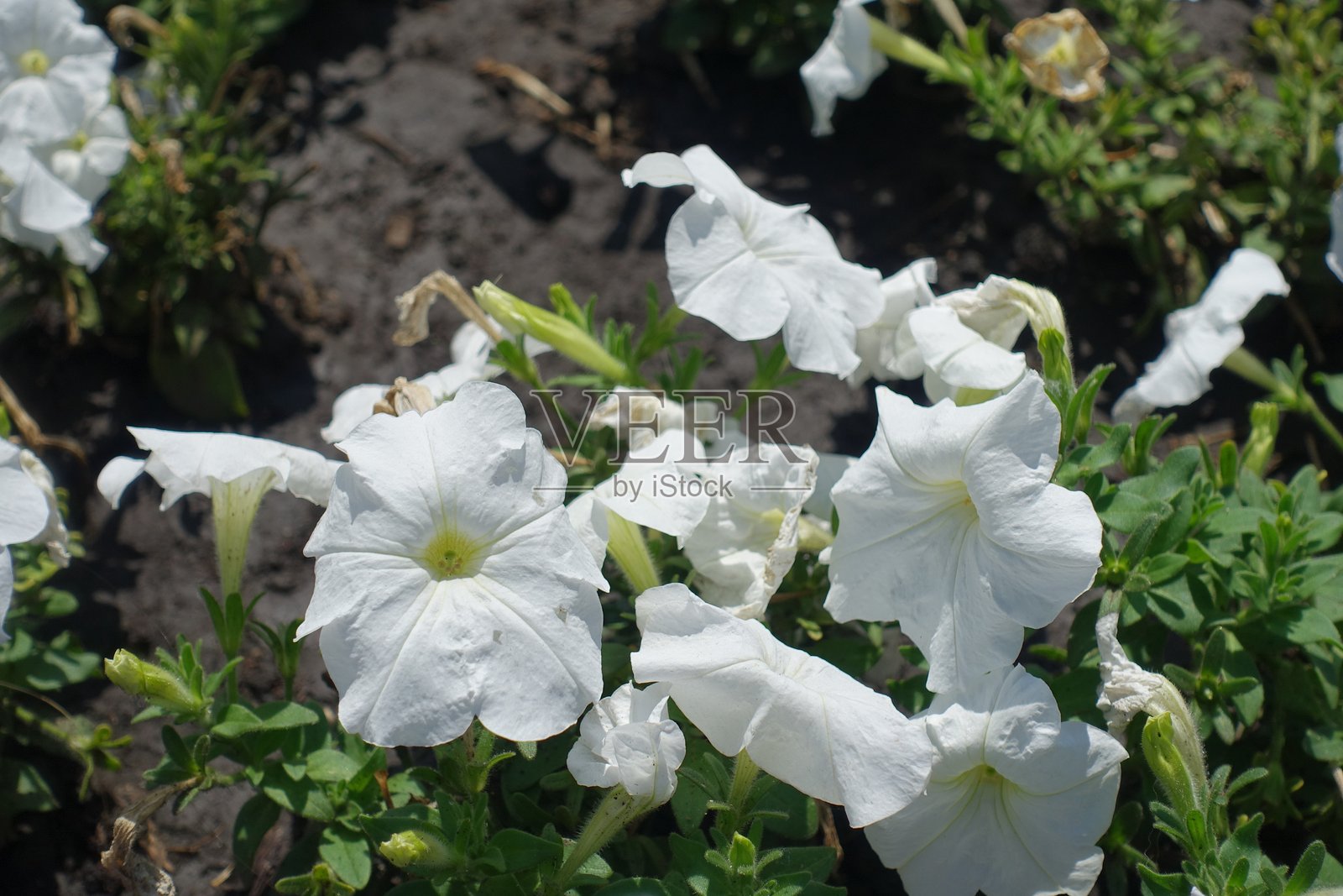 七月的几朵白色矮牵牛花照片摄影图片