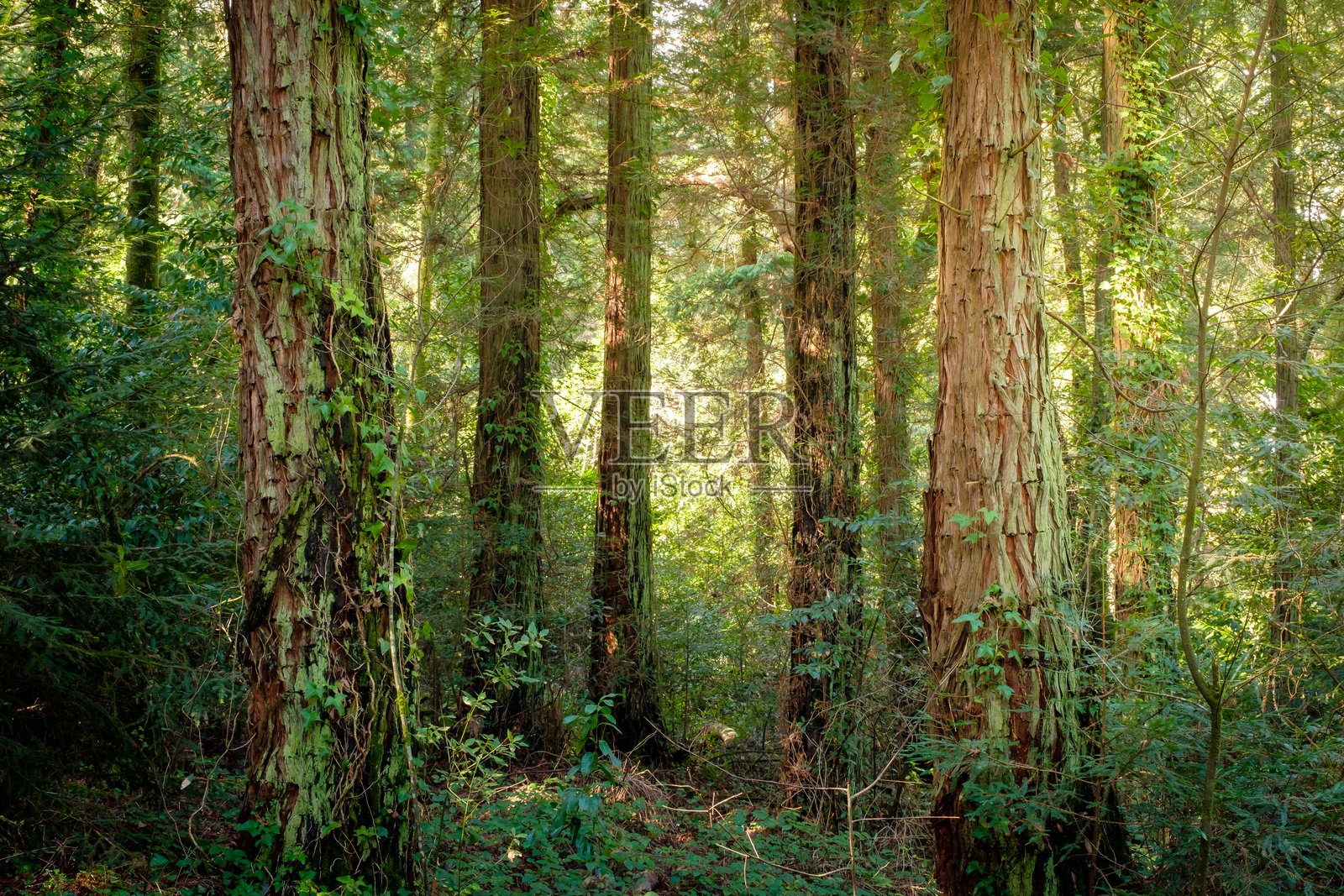 葡萄牙科英布拉的布萨科国家森林照片摄影图片