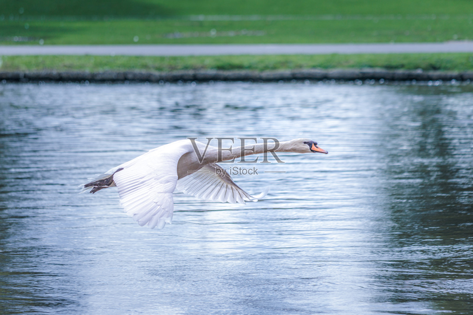 白天鹅在南英格兰的泰晤士河上空飞翔照片摄影图片