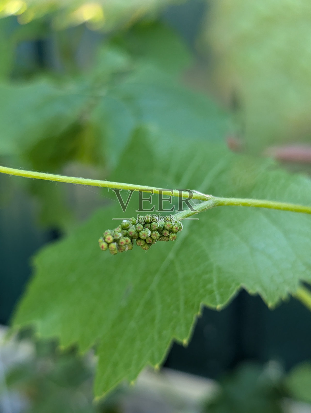 葡萄在藤上生长照片摄影图片