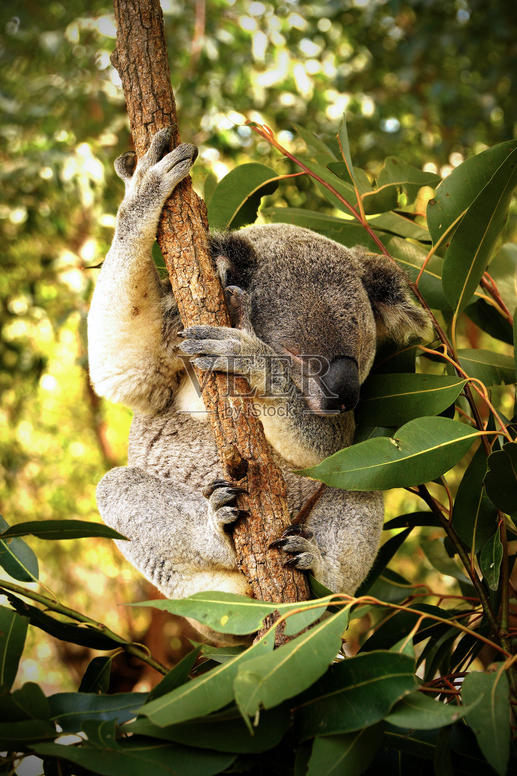 可爱的考拉在树上睡觉照片摄影图片