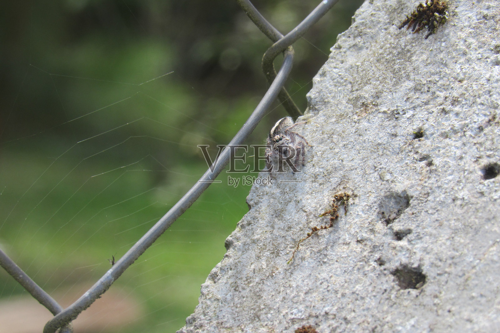 蜘蛛照片摄影图片