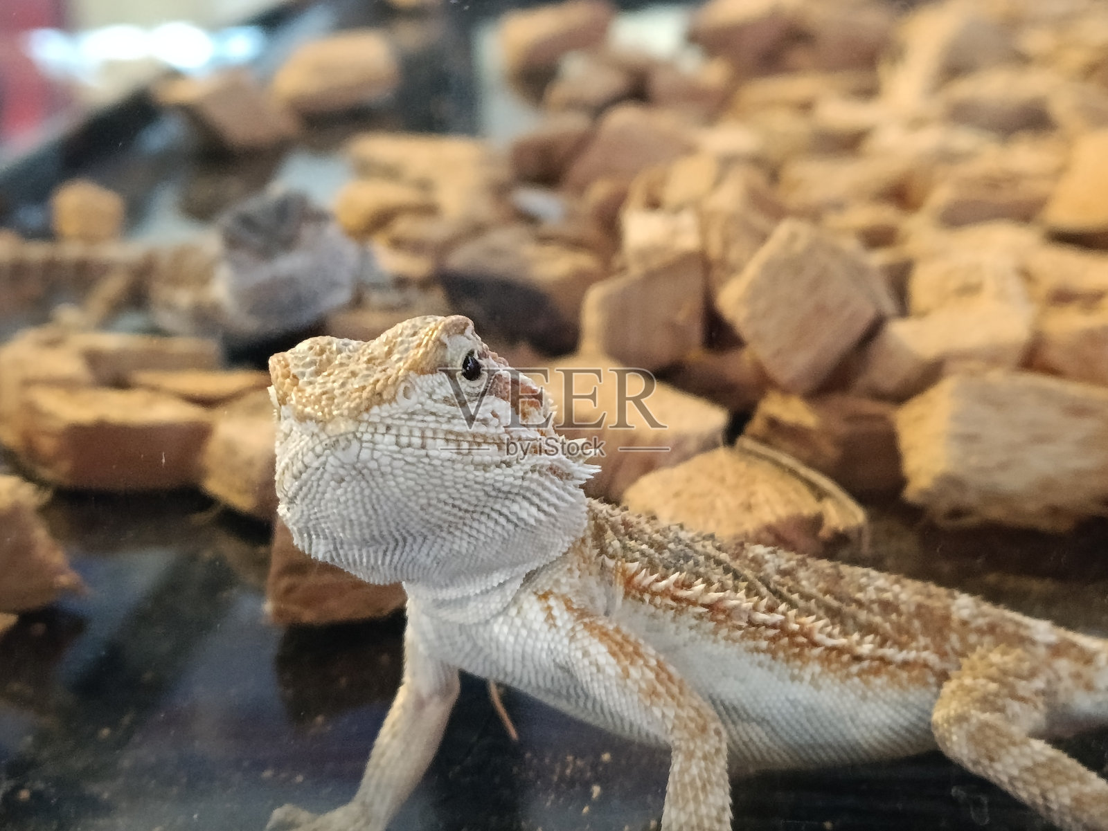 龙蜥照片摄影图片