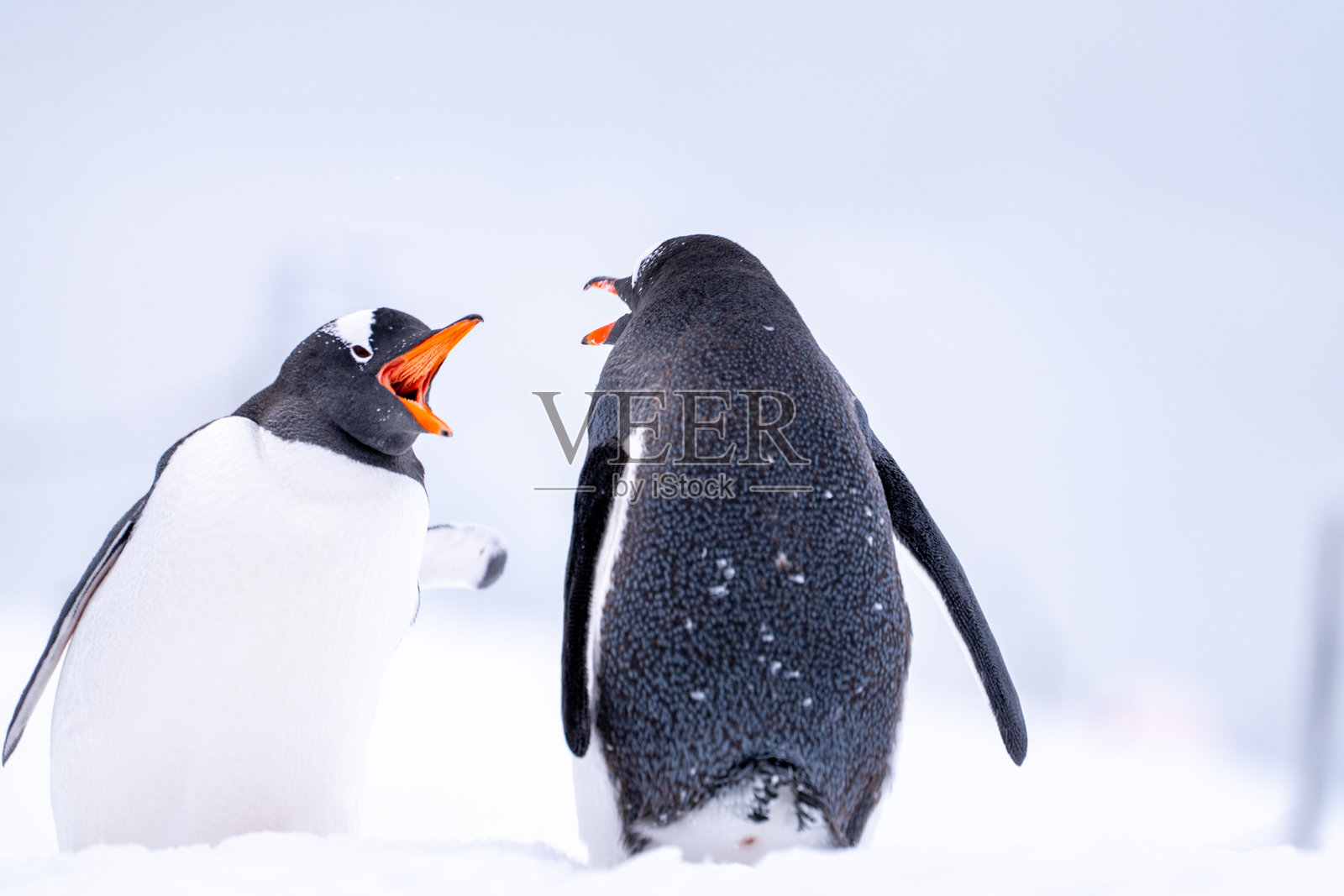 南极的贼鸥企鹅。野生自然照片摄影图片