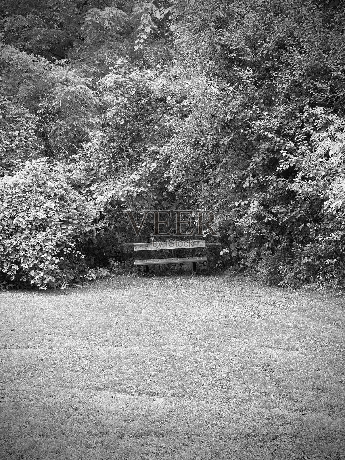 公园里的一张孤独长椅。照片摄影图片