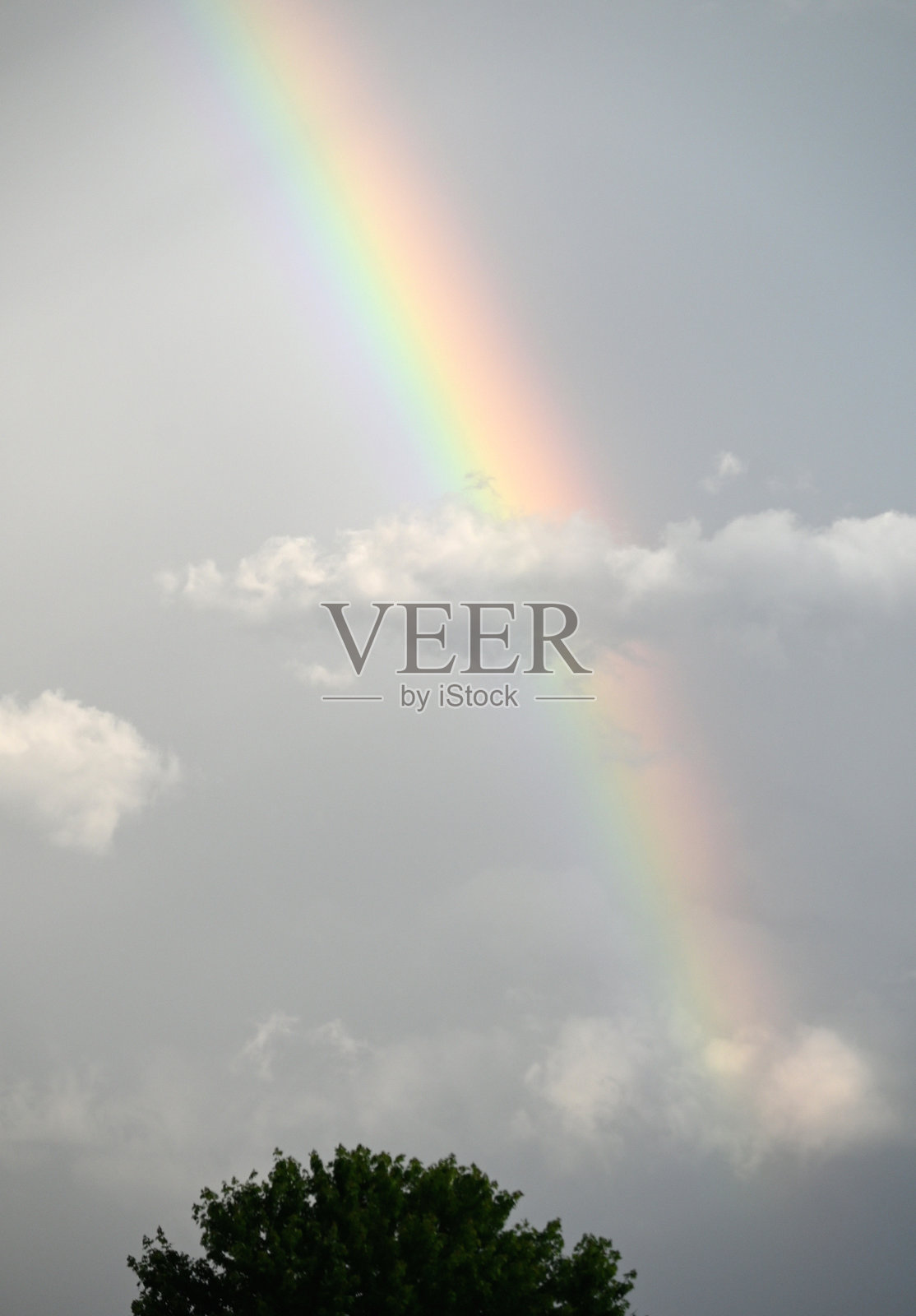 树上的彩虹照片摄影图片