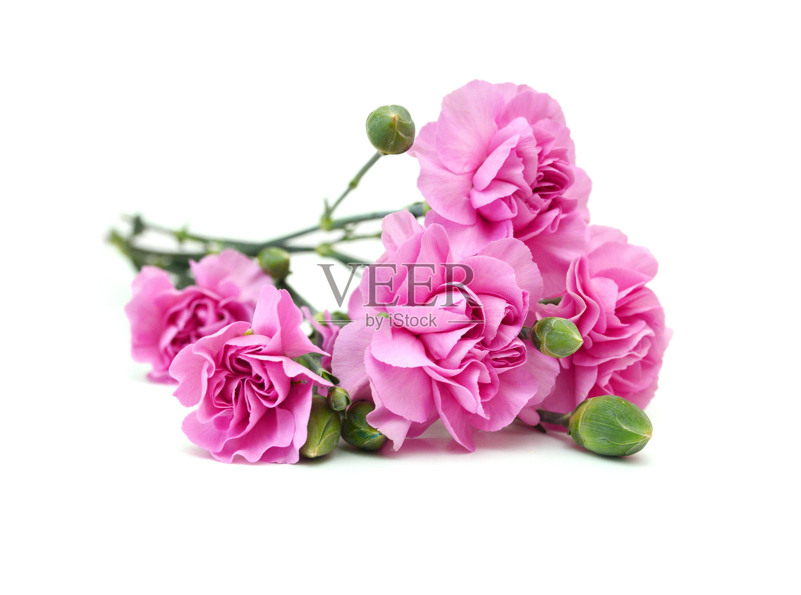 白色背景上的康乃馨堆叠照片摄影图片