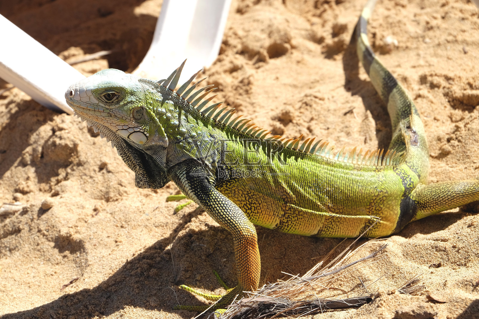 波多黎各的一只鬣蜥照片摄影图片