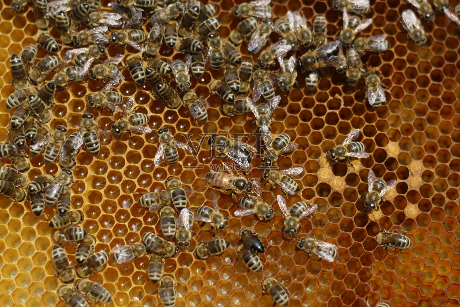 蜜蜂在蜂巢中照片摄影图片