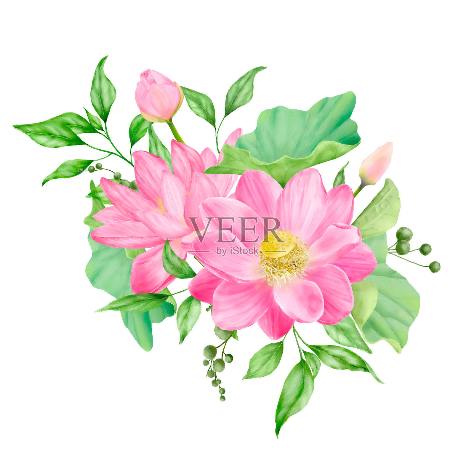 粉色花束，黄色花蕊被绿色叶子和小枝环绕。水彩数字插图。印度莲花，宽大的花瓣，孤立在白色背景上。植物插图插画图片素材