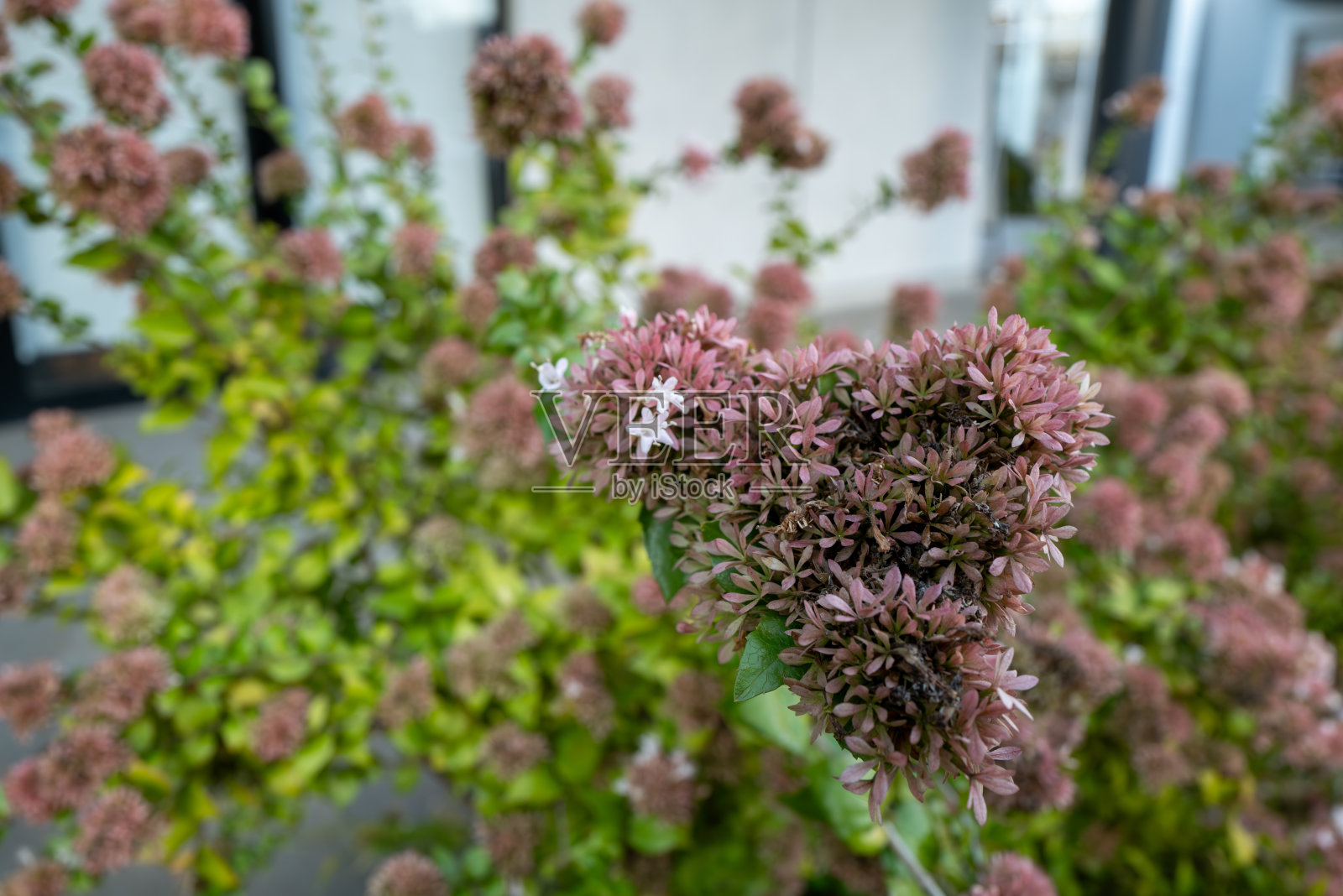 中国阿贝利亚花的特写，盛开在花坛中照片摄影图片