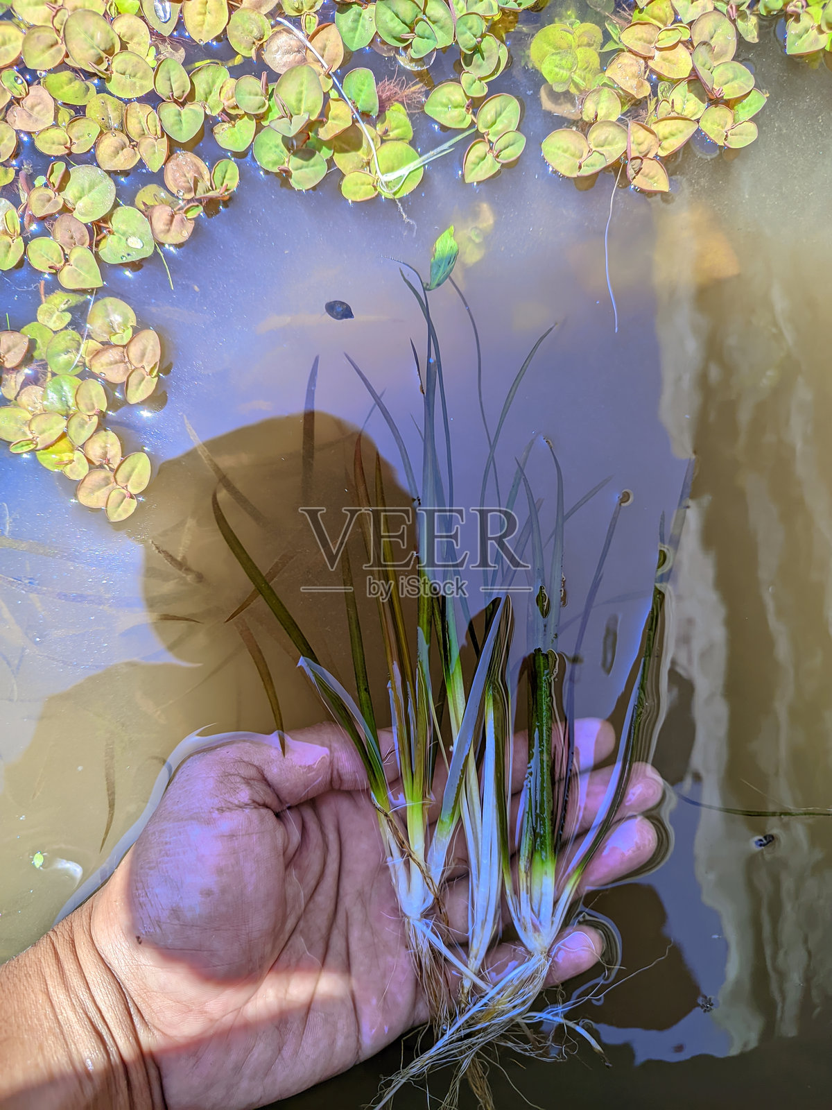 这些水生植物通常被水景爱好者使用，水族墙纸，水族箱墙纸，观赏植物，水生植物。照片摄影图片