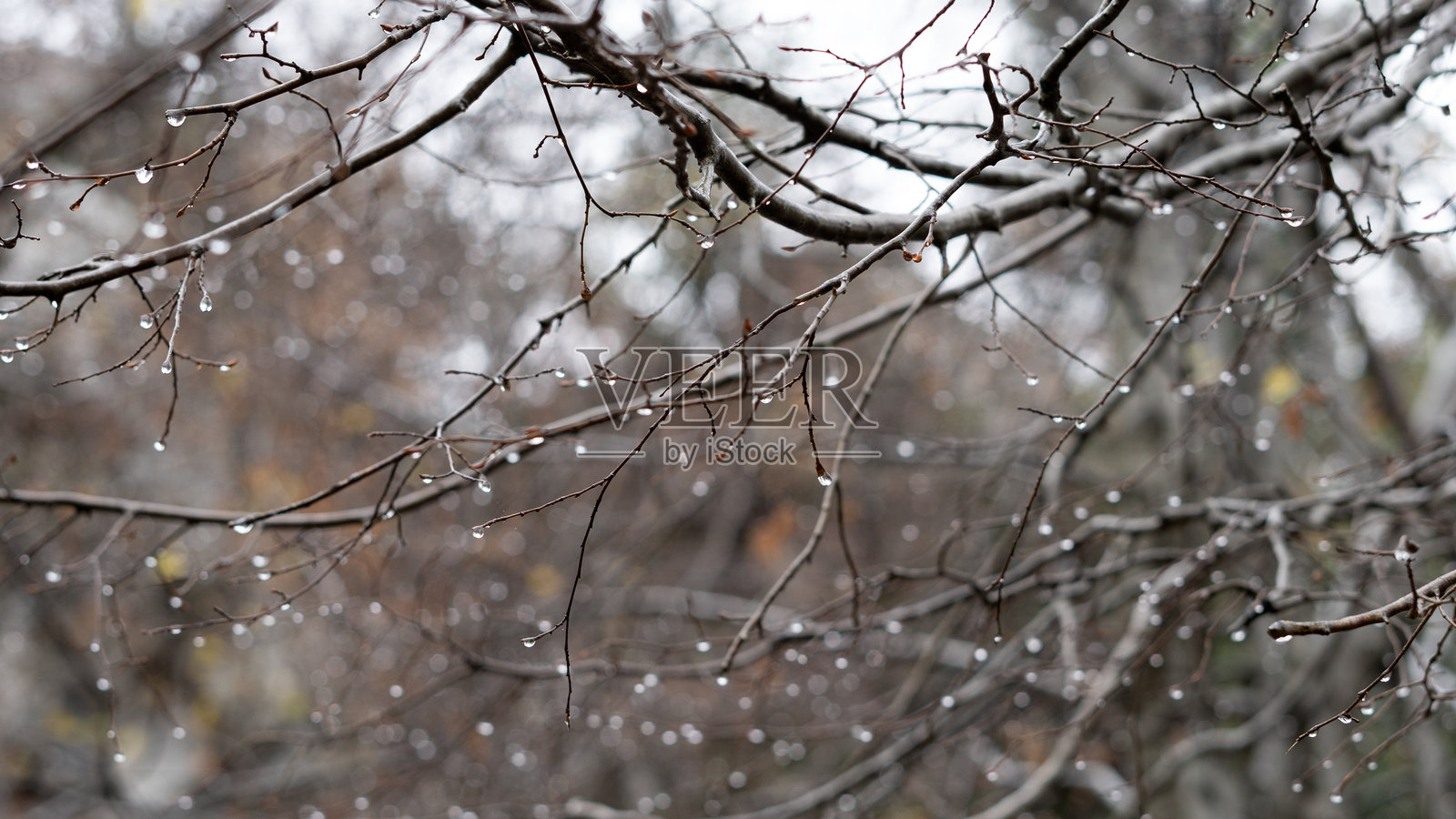 树枝上覆盖着大雨后水滴的嫩芽照片摄影图片