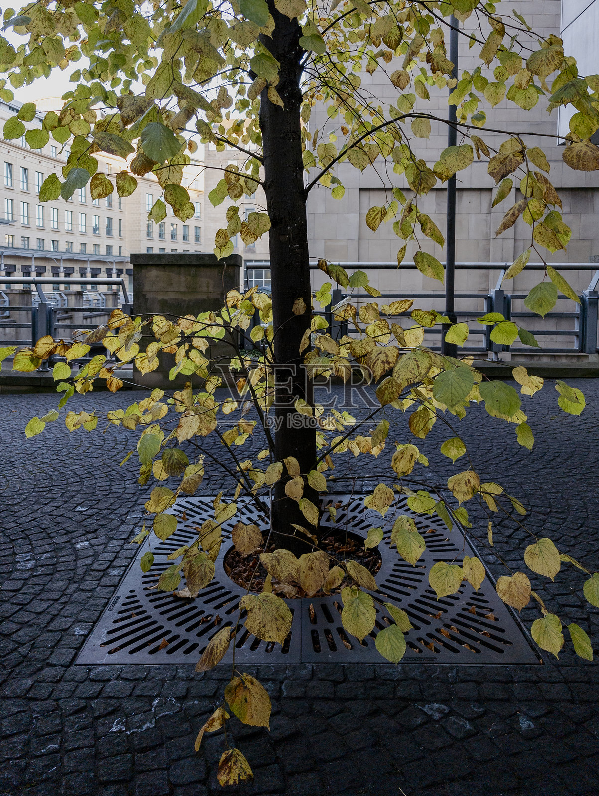 苏格兰爱丁堡的秋季 foliage照片摄影图片