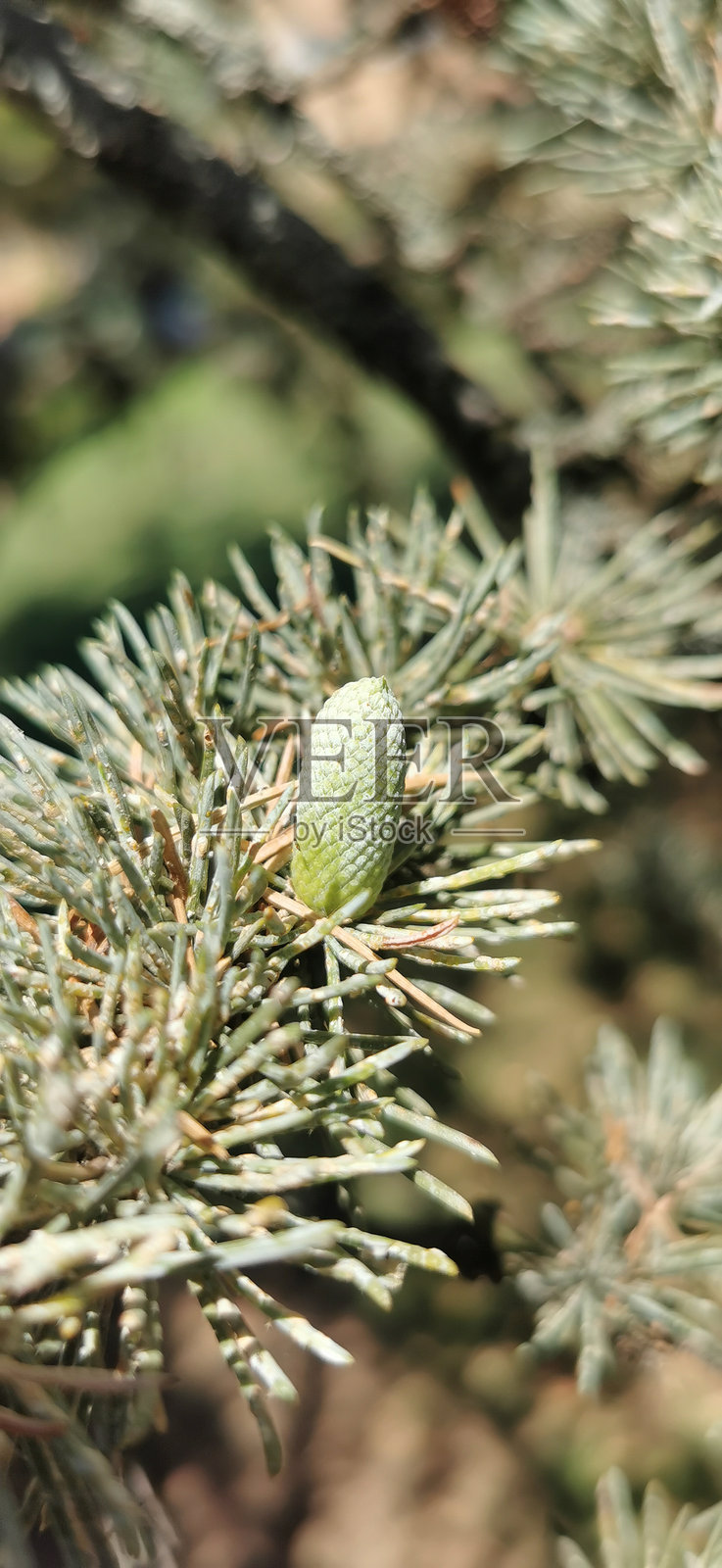 一颗野生冷杉的小种子照片摄影图片
