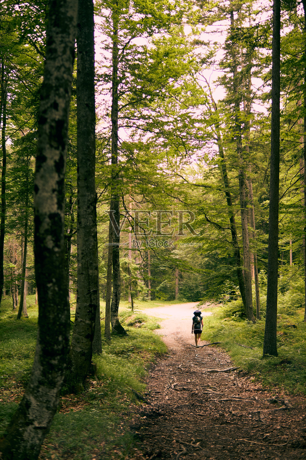 在宁静的森林小径上徒步旅行，四周被高大的树木和郁郁葱葱的绿植环绕，沐浴在初秋的阳光下。照片摄影图片