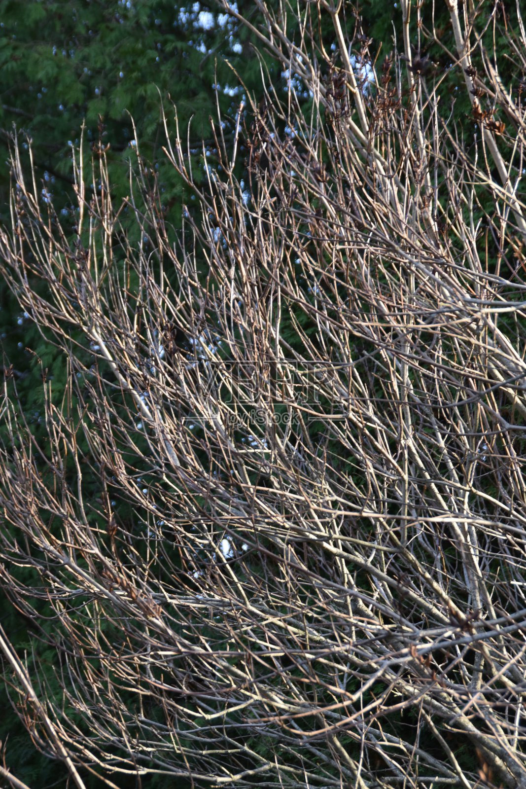 光秃的灌木枝条照片摄影图片