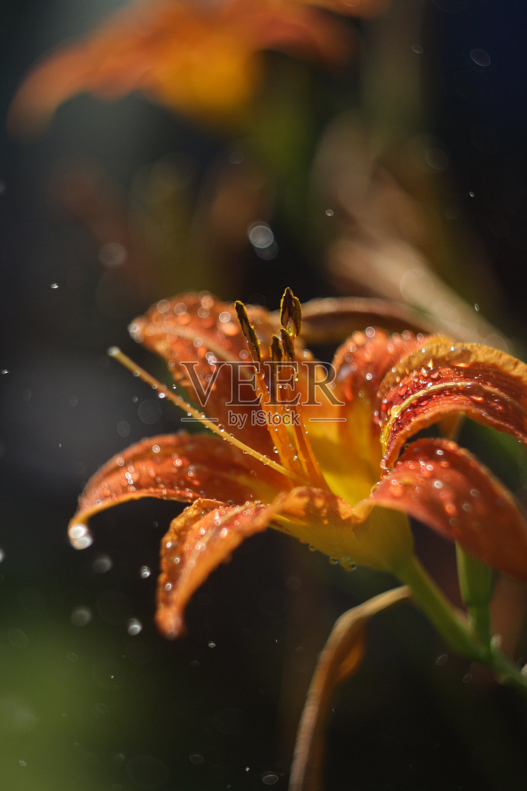 花园里的美丽花朵照片摄影图片