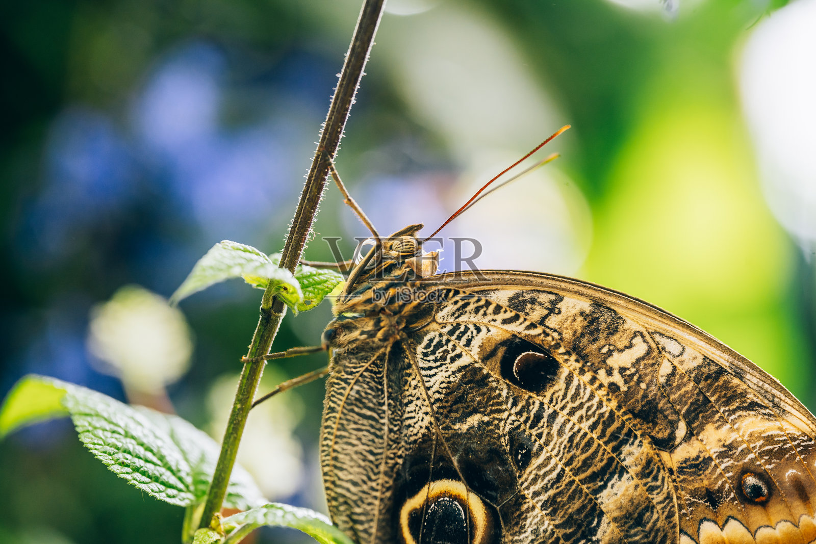 猫头鹰蝶的特写镜头照片摄影图片