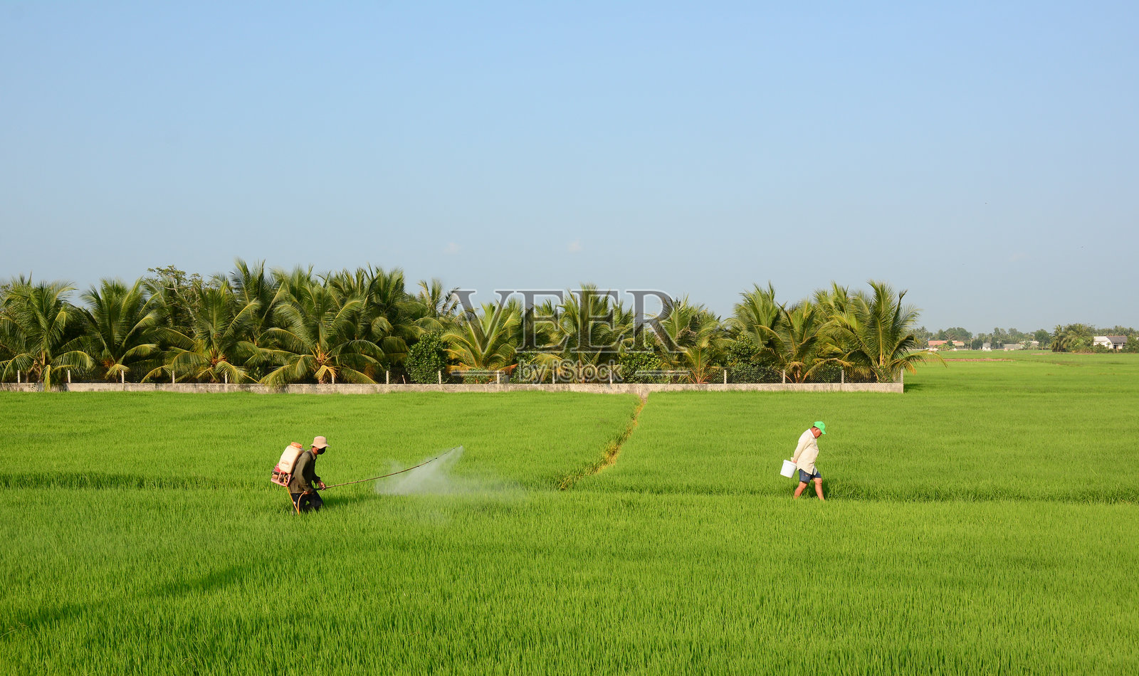 亚洲农民在稻田里喷洒农药照片摄影图片
