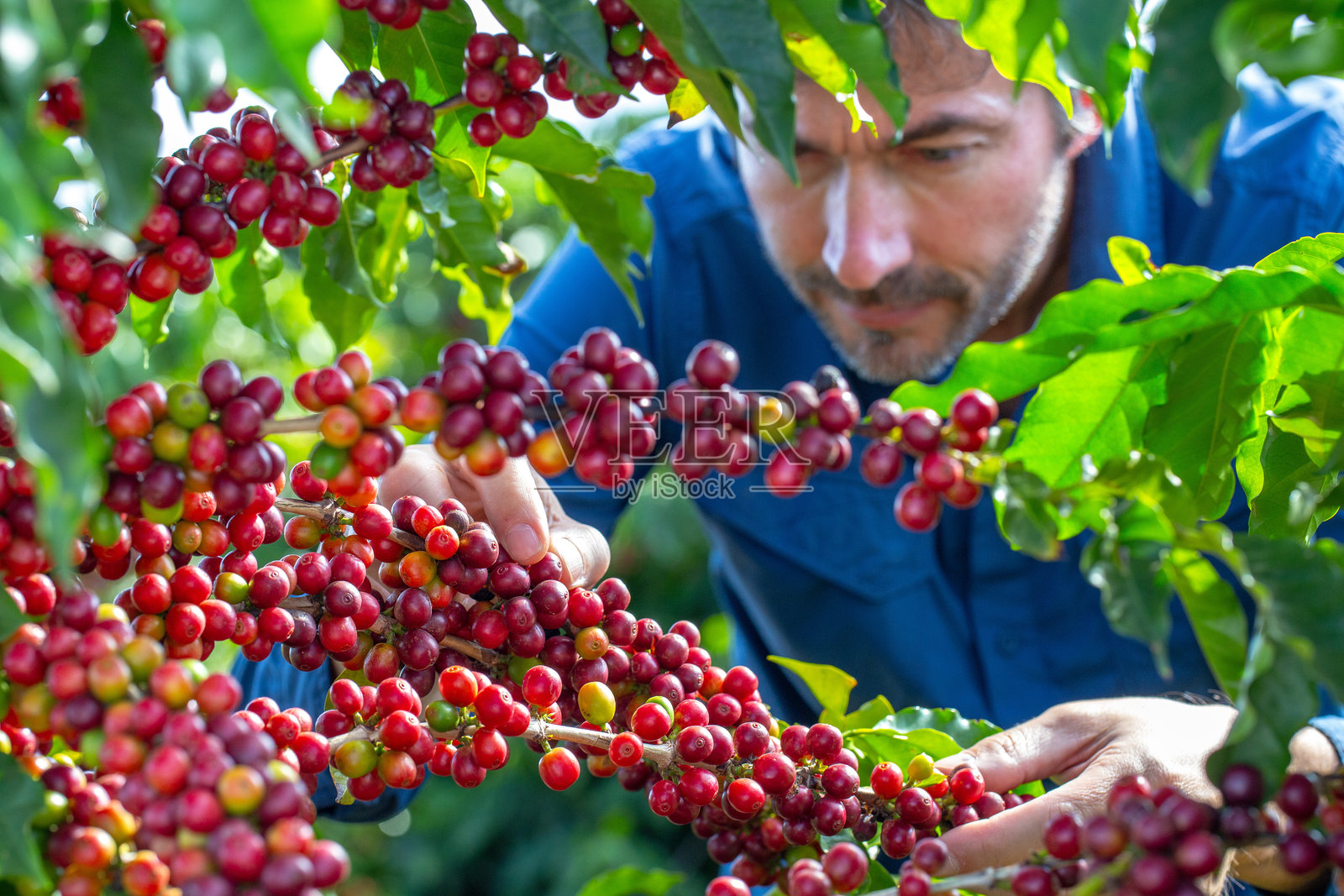 咖啡种植园中的农民。照片摄影图片