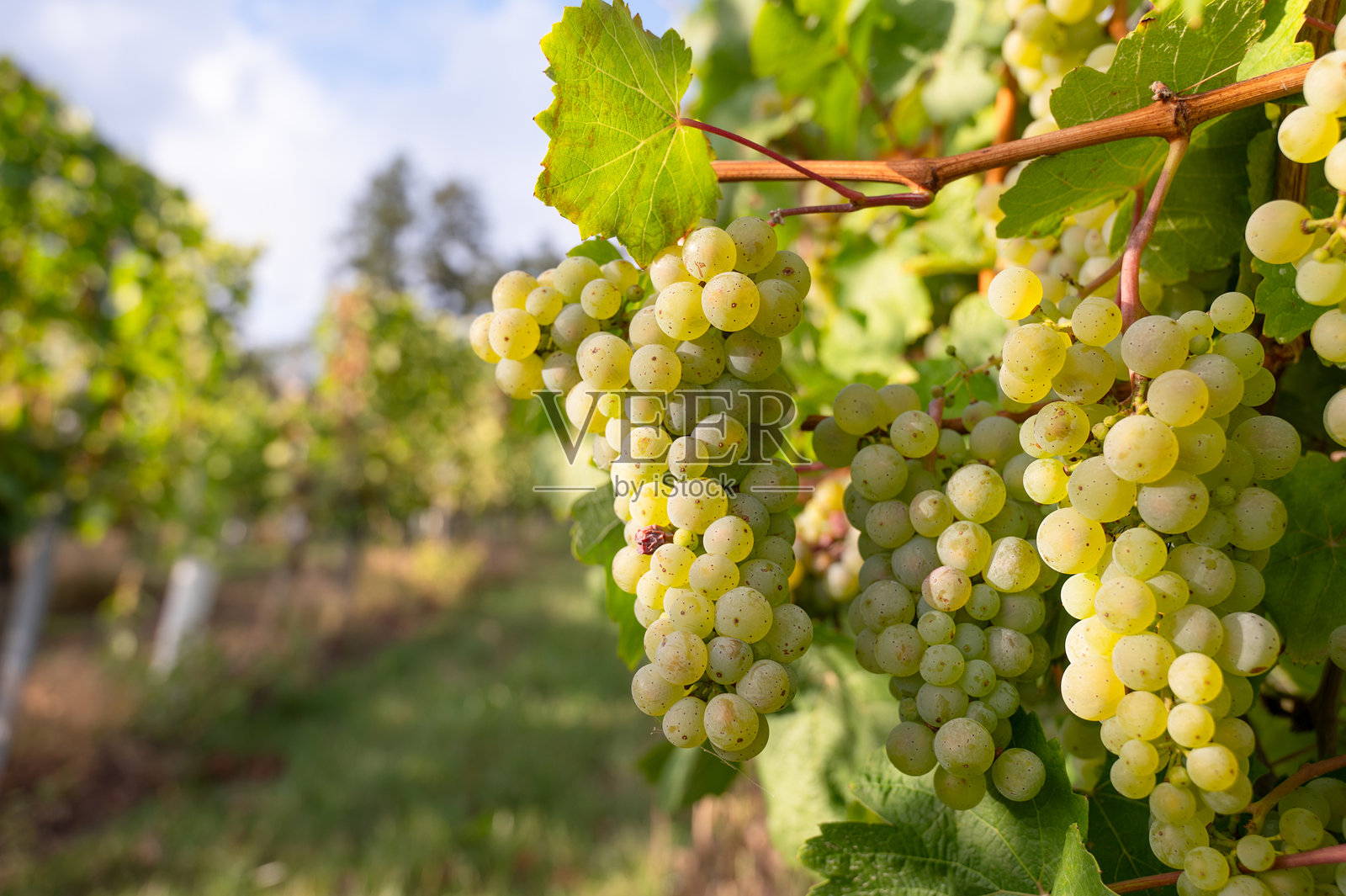 绿色雷司令葡萄在葡萄藤上生长，德国摩泽尔谷特里尔的葡萄园，风景与农业，莱茵兰-普法尔茨照片摄影图片