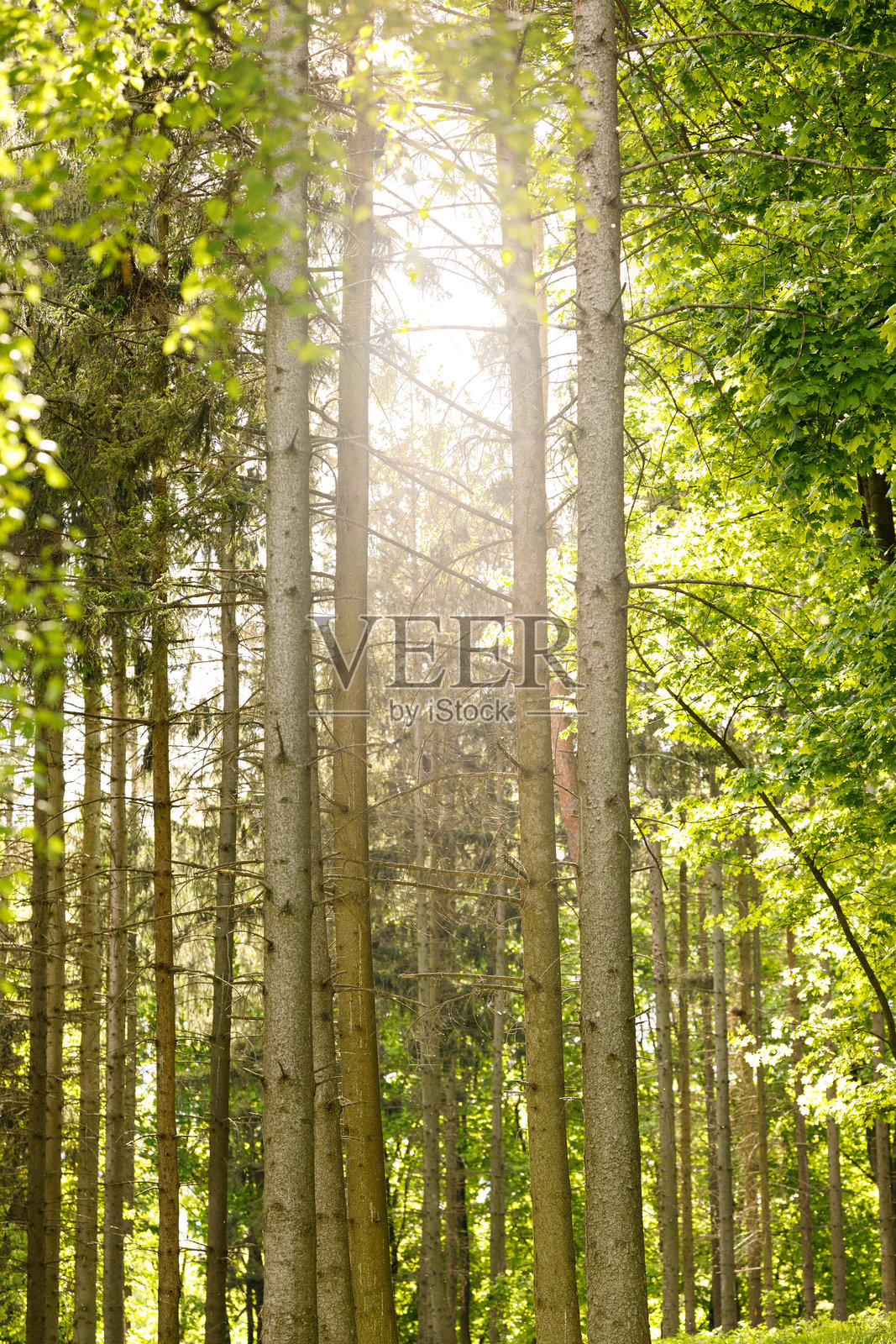 高大的树木森林春季早晨风景垂直视角新的一天日出温暖的光线自然景色照片摄影图片