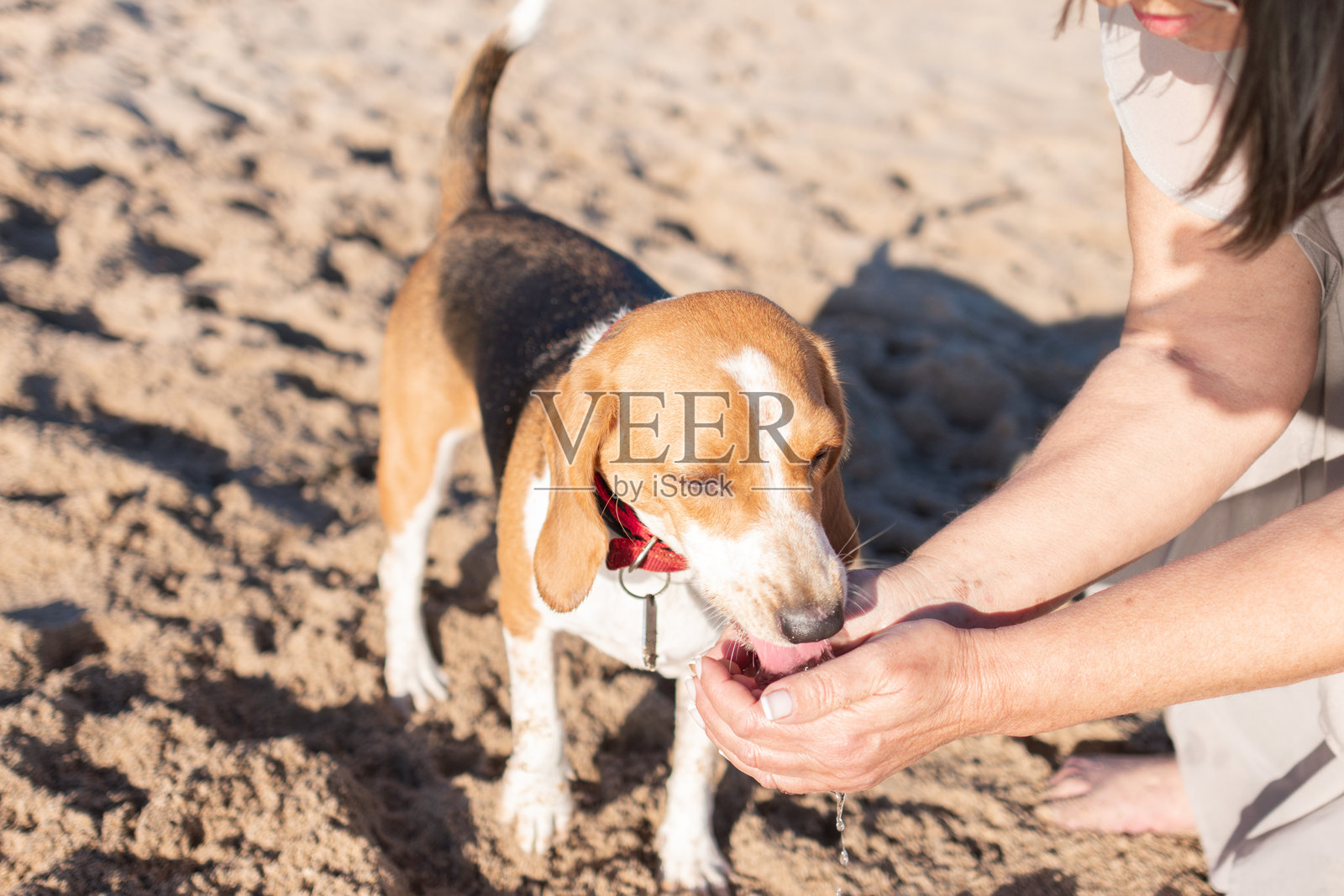 一位女性的手捧着清水，准备给她口渴的比格犬喝水。照片摄影图片