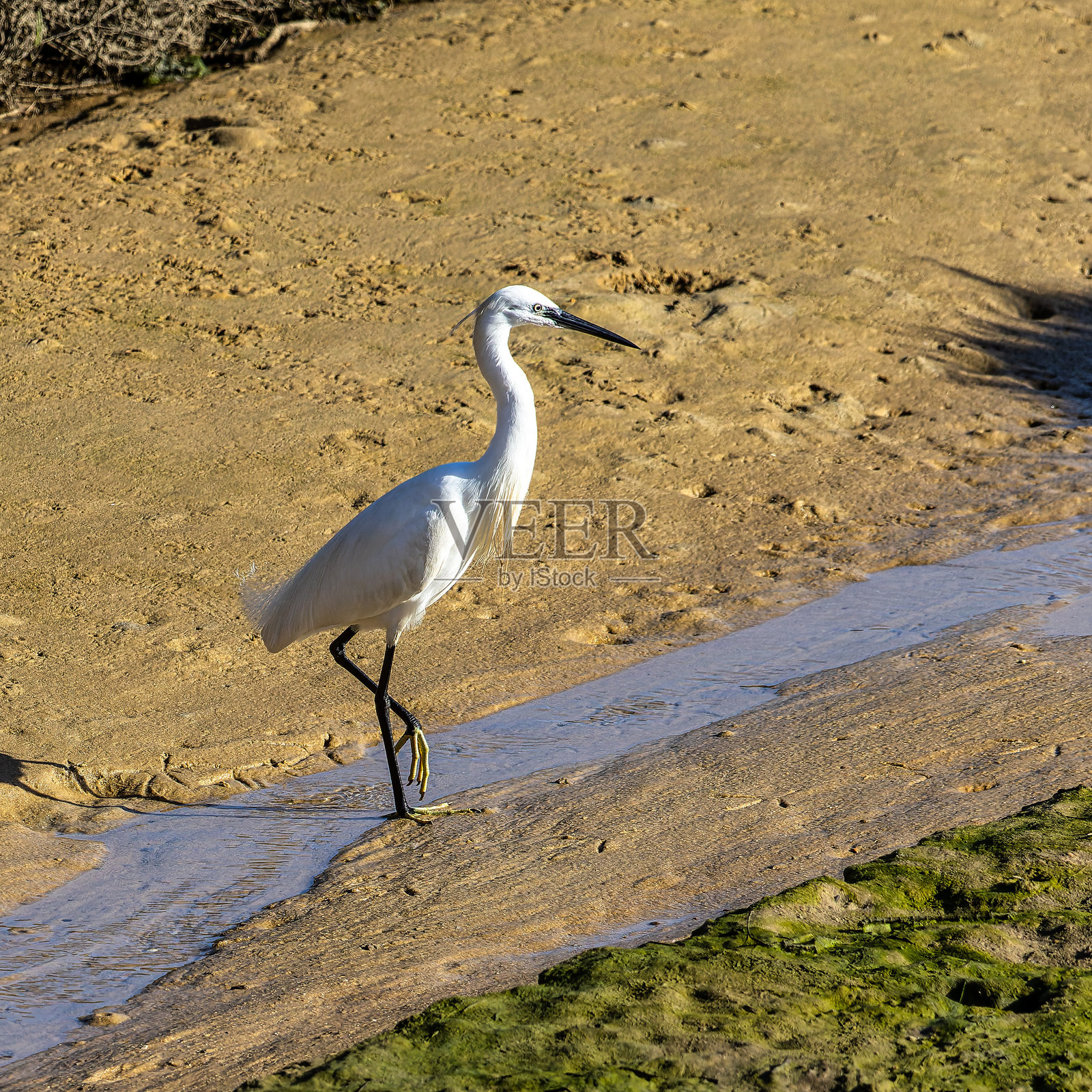 小白鹭，学名Egretta garzetta，位于葡萄牙阿尔加维的里亚福摩萨自然保护区照片摄影图片