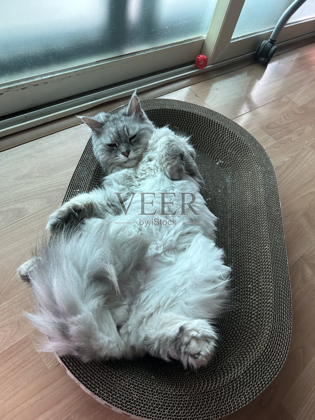 一只拥有光滑毛发和顽皮性格的印尼家猫，悠闲地躺在阳光明媚的地方。非常适合宠物摄影，展示当地猫咪在家中的魅力与美丽。照片摄影图片