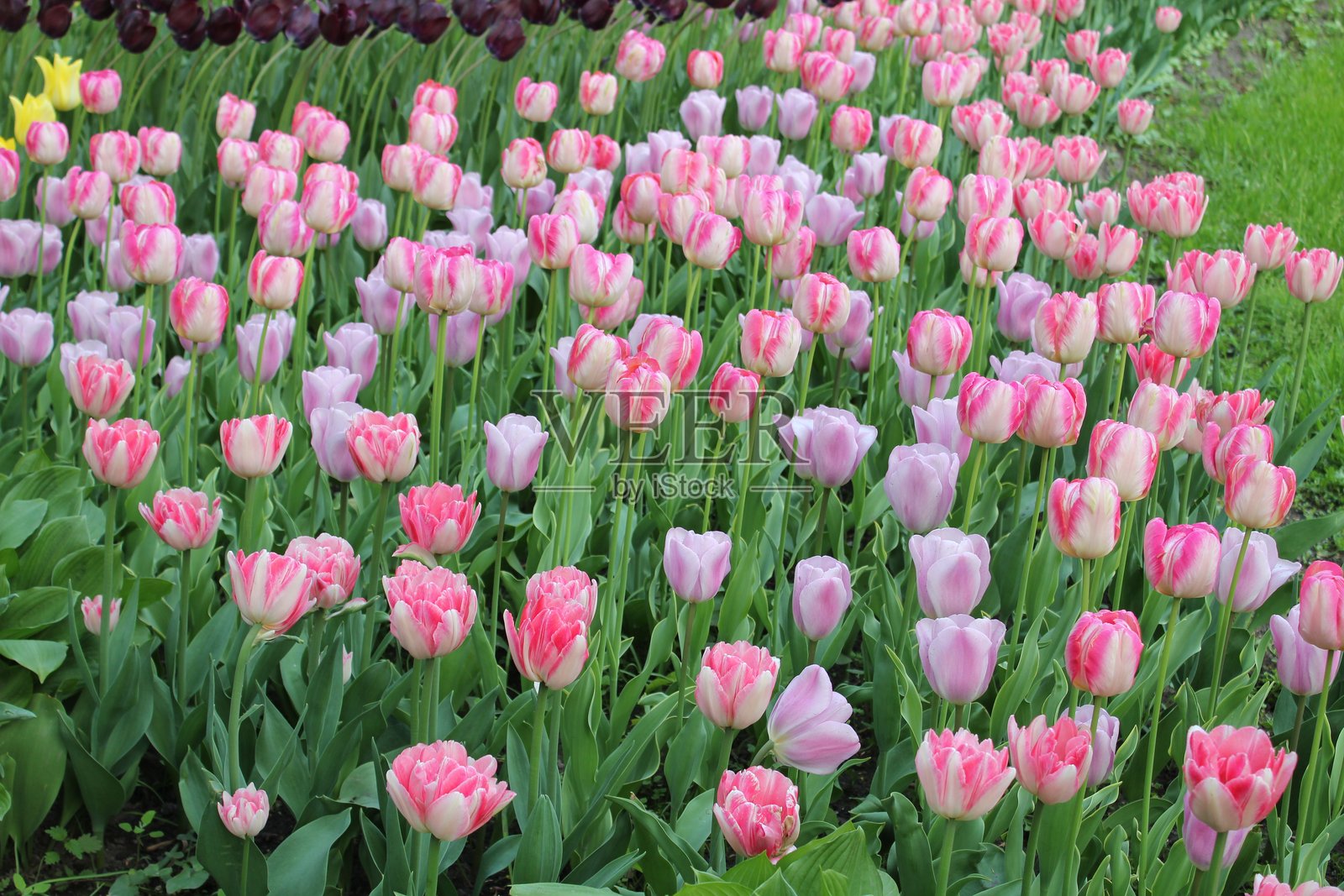 郁金香照片摄影图片