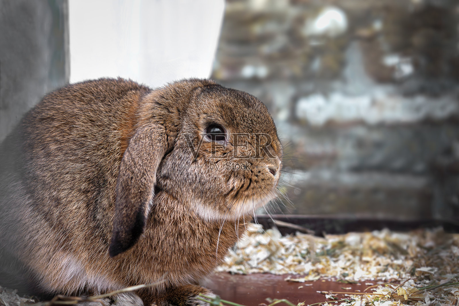 可爱的棕色兔子在休息的特写镜头照片摄影图片