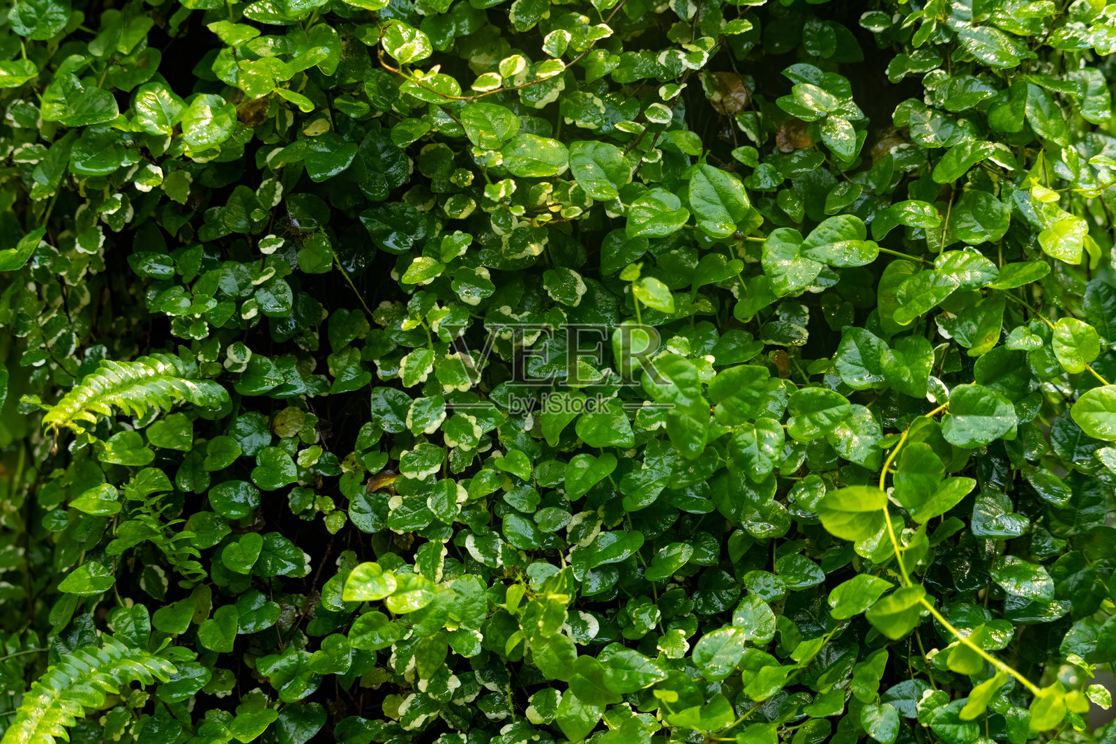 墙上的攀爬植物。小绿叶的纹理背景。照片摄影图片