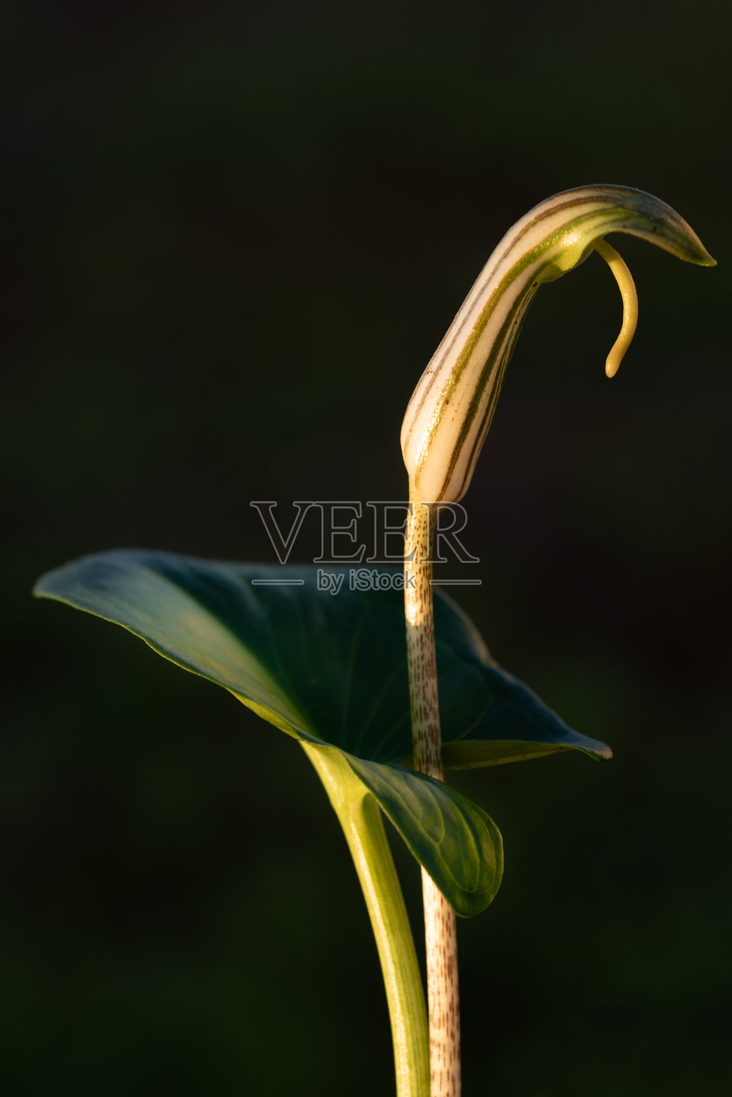 黑色背景下的阿里萨鲁姆花（Arisarum vulgare）特写，花朵和叶子清晰可见。照片摄影图片