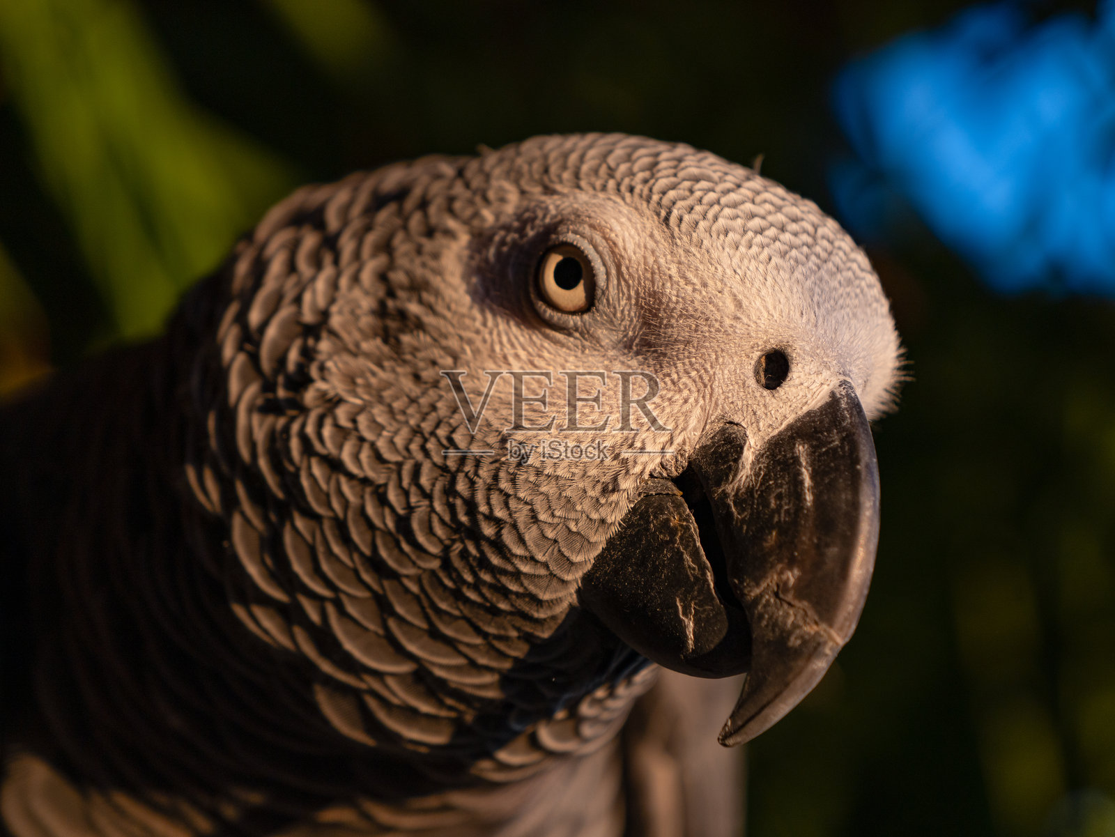 特写，肖像，景深：一只好奇的家养刚果灰鹦鹉表情照片摄影图片