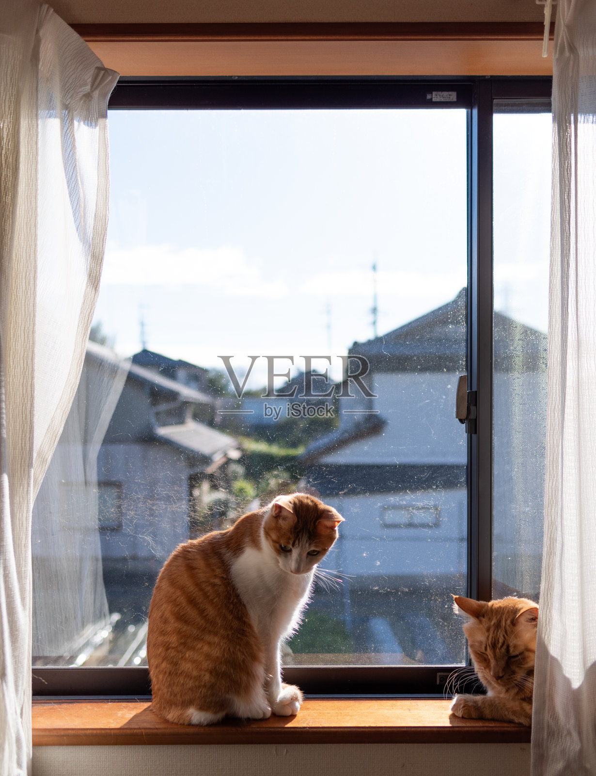 两只猫在窗边放松。照片摄影图片