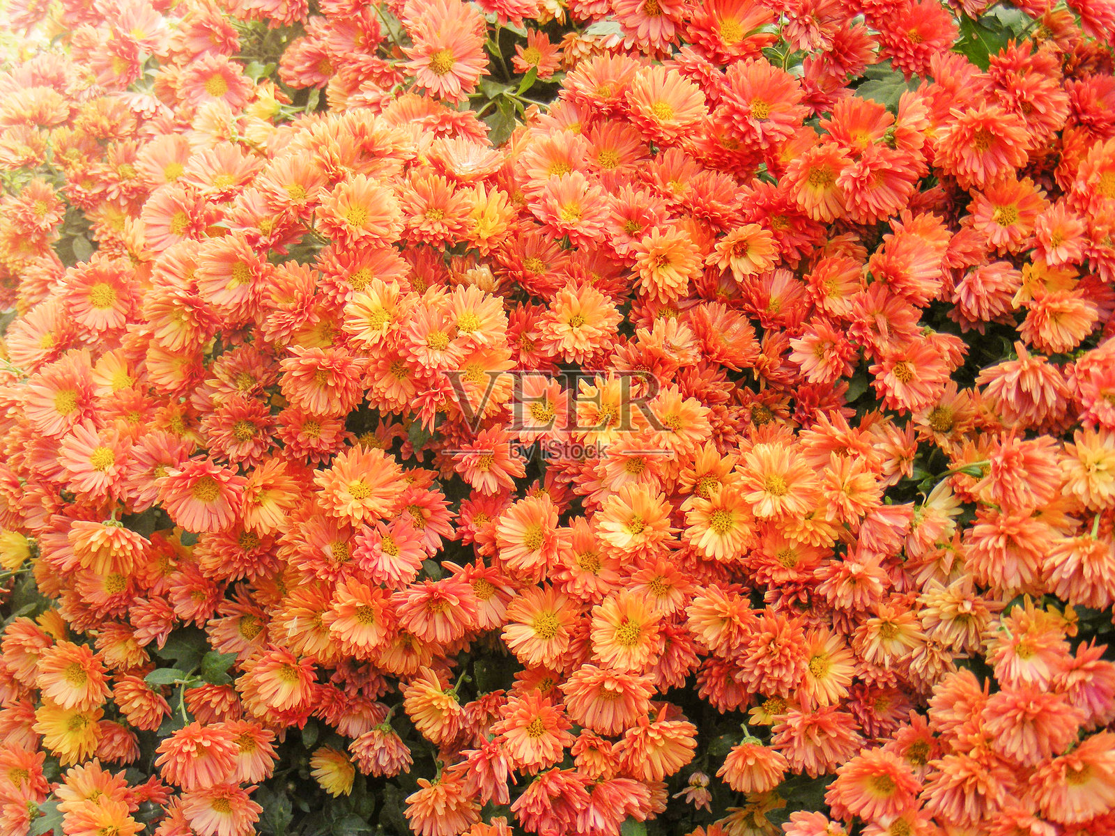 阳光下的橙色菊花作为背景。照片摄影图片