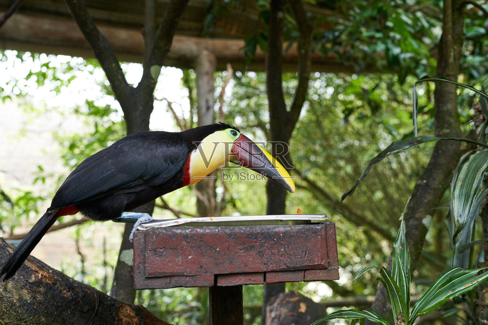 在哥斯达黎加拉巴斯瀑布花园中的巨嘴鸟照片摄影图片