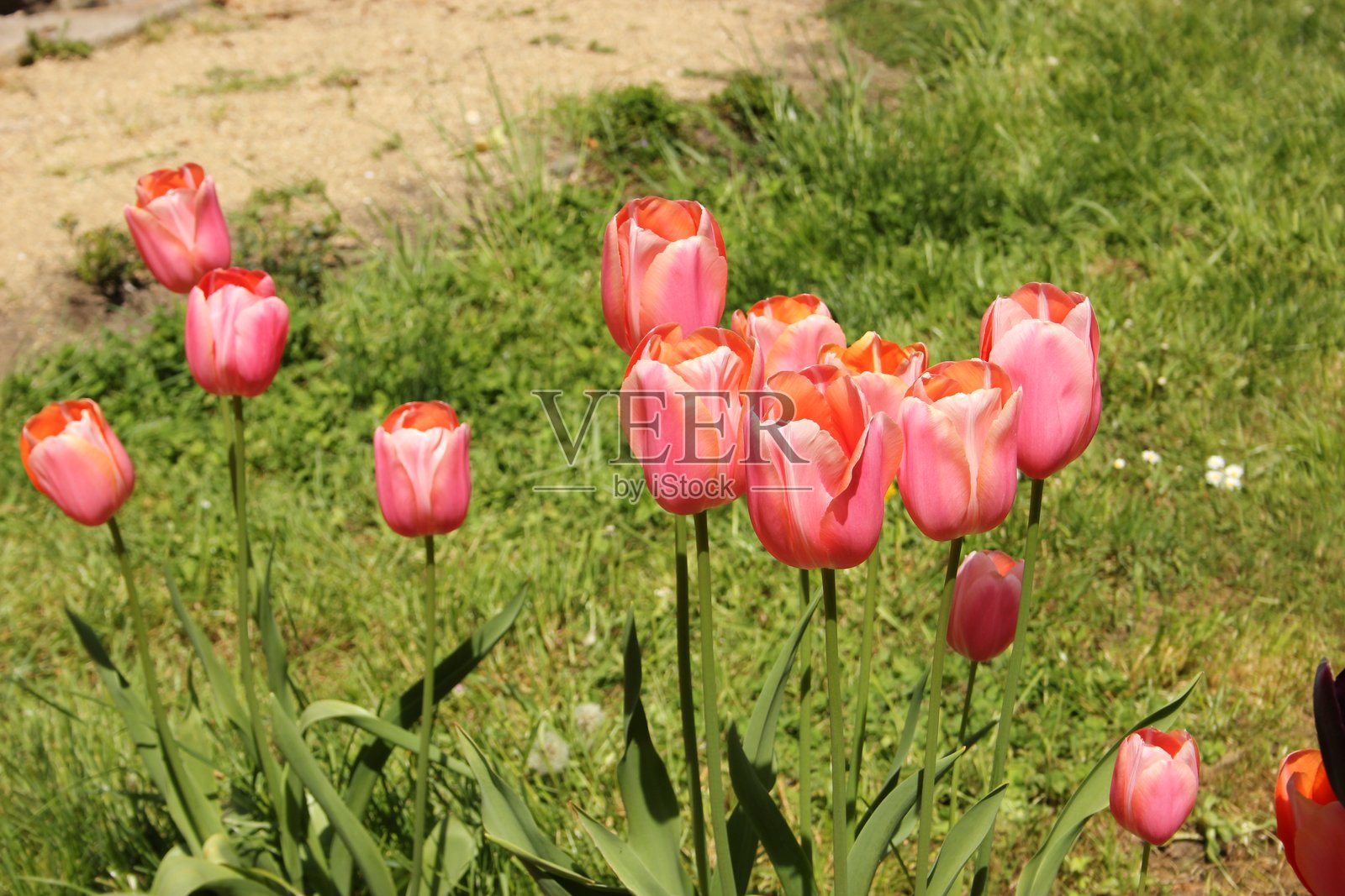 优雅的郁金香花朵照片摄影图片