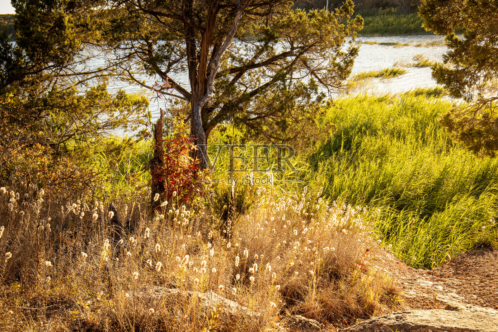湖边的金色秋天照片摄影图片