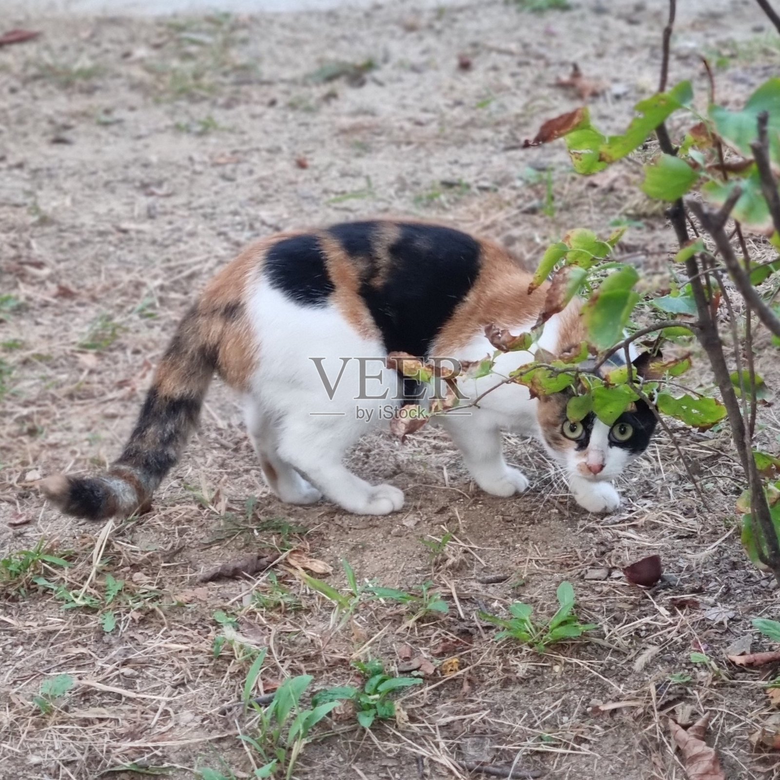 一只拥有光滑毛发和顽皮个性的印度尼西亚家猫，悠闲地躺在阳光明媚的地方。非常适合宠物摄影，展示当地猫咪在家中的魅力与美丽。照片摄影图片