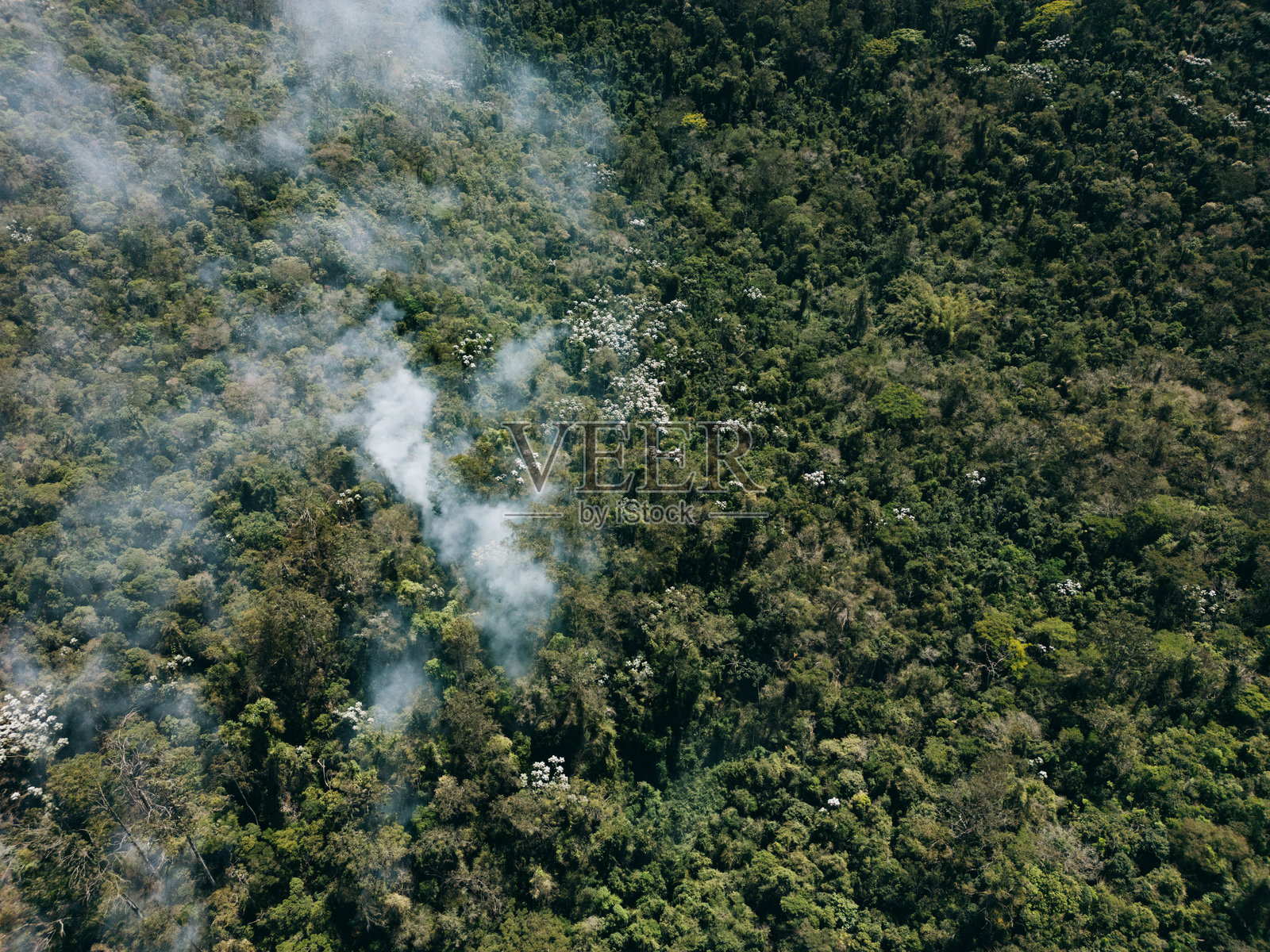 森林中的烟雾斑点照片摄影图片