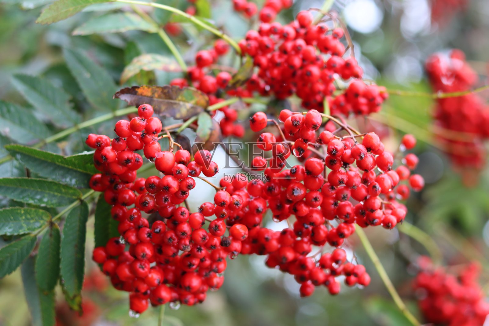 红色山楂树或山茱萸果实的特写镜头照片摄影图片