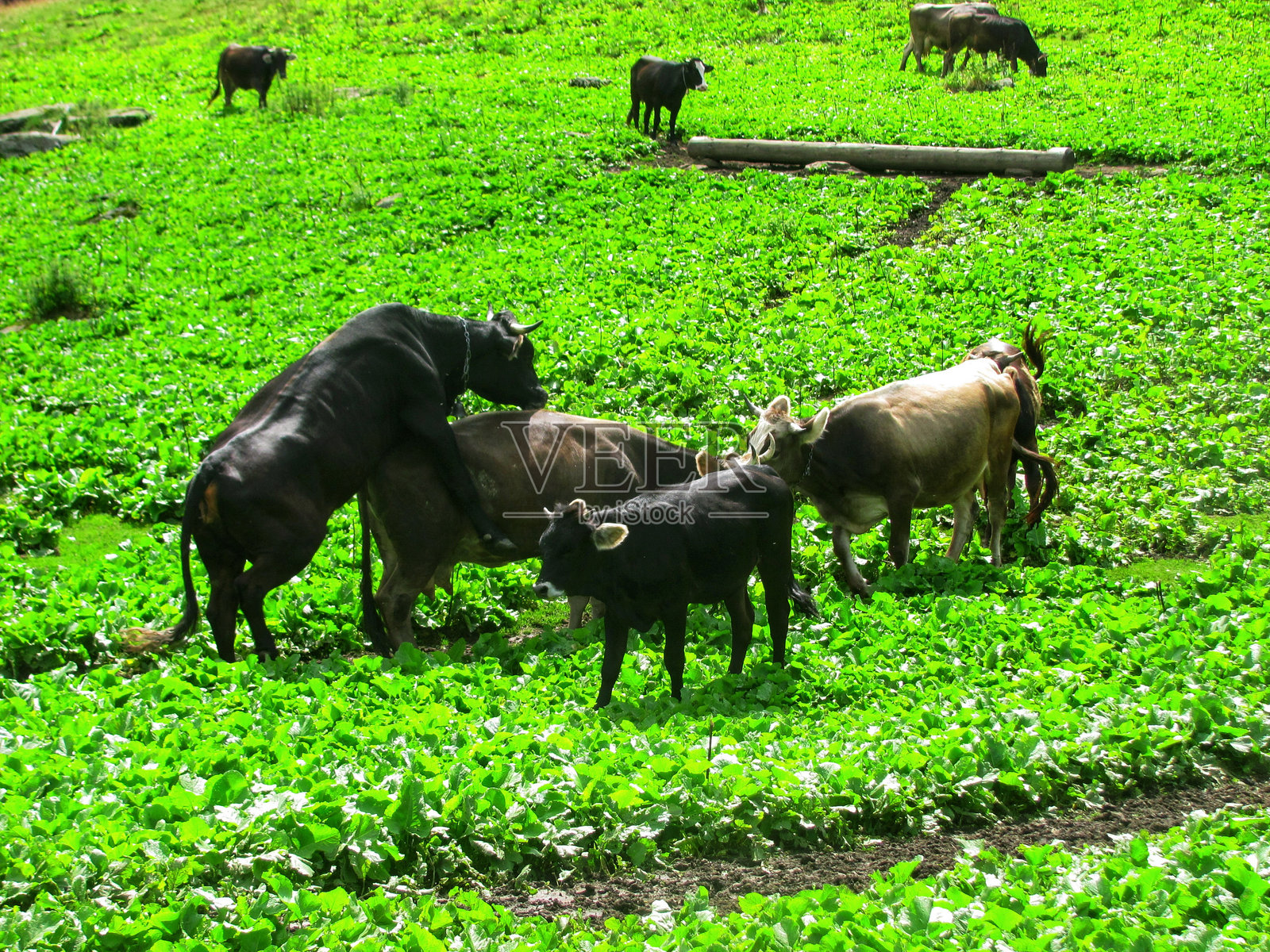 农场牧场上的牛在吃草照片摄影图片