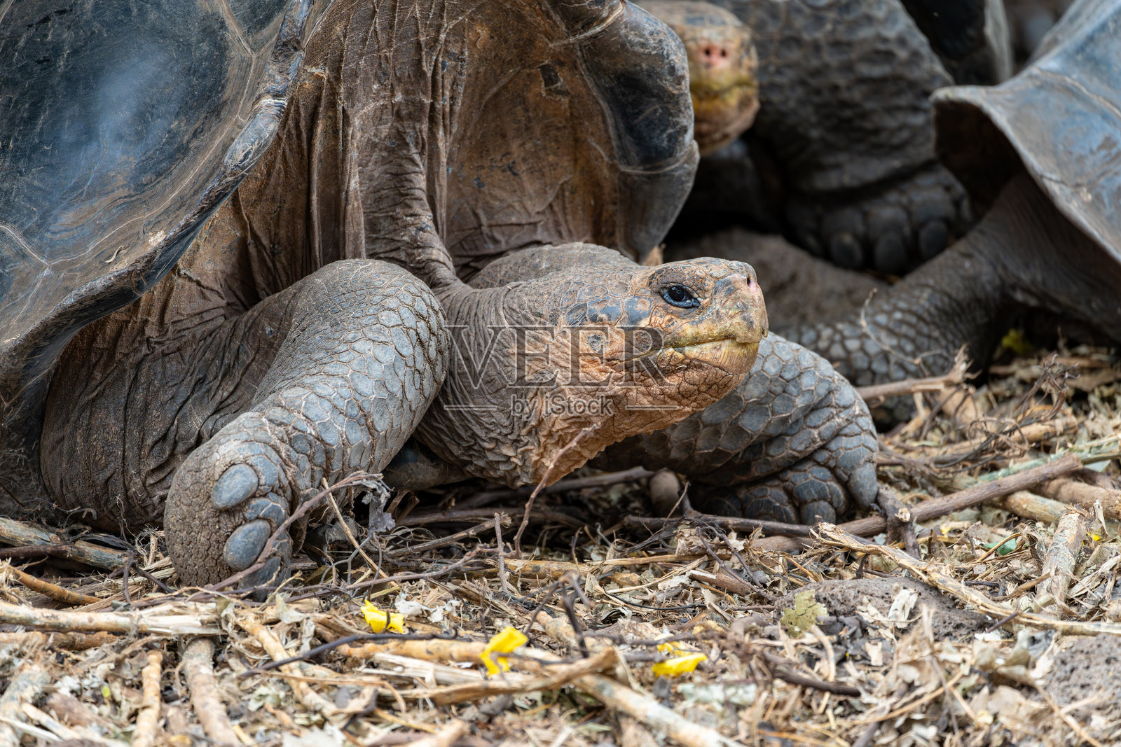 在普埃尔托·阿约拉的查尔斯·达尔文研究站，一只加拉帕戈斯巨龟的特写镜头照片摄影图片