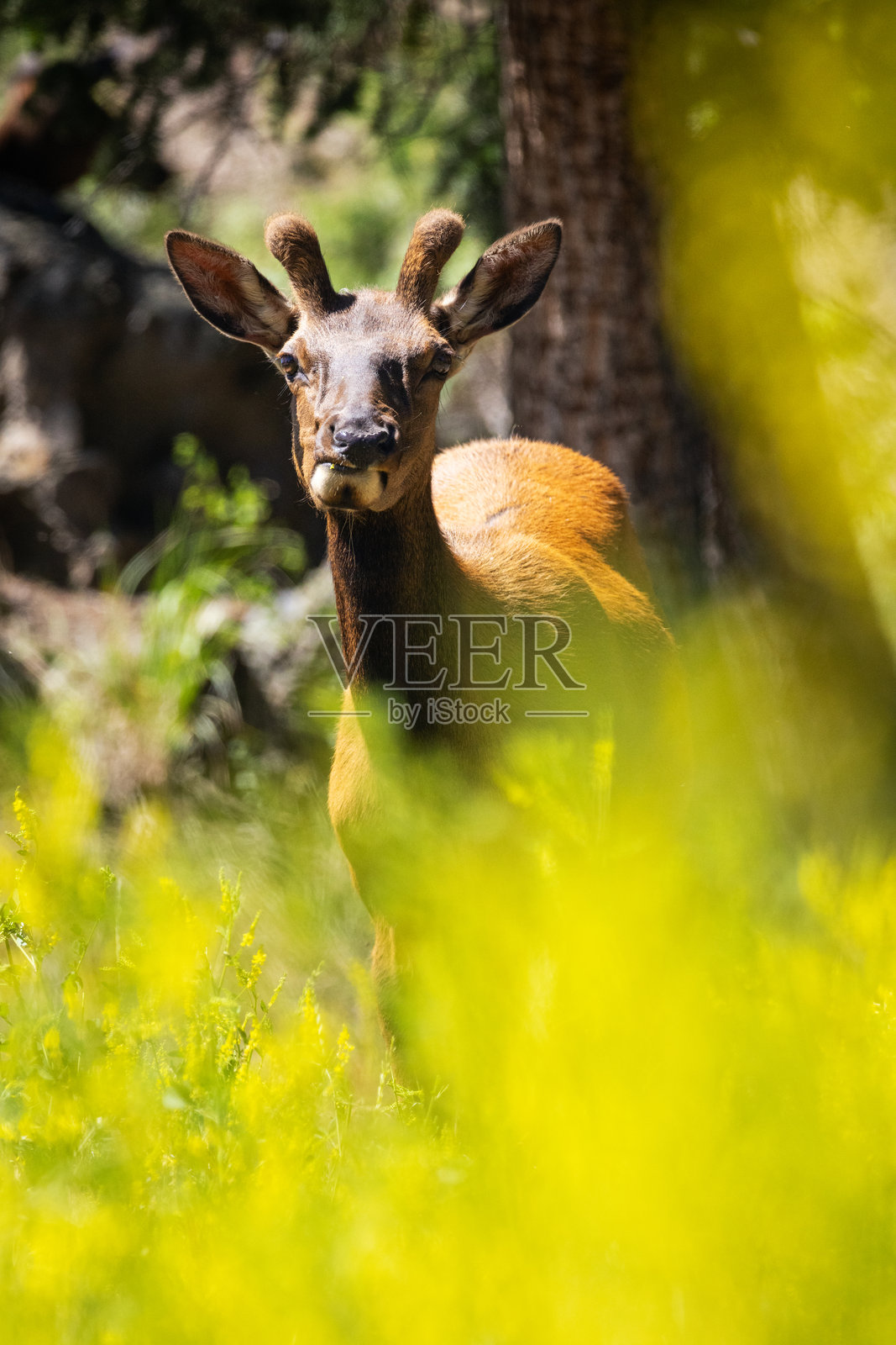 天鹅绒麋鹿照片摄影图片