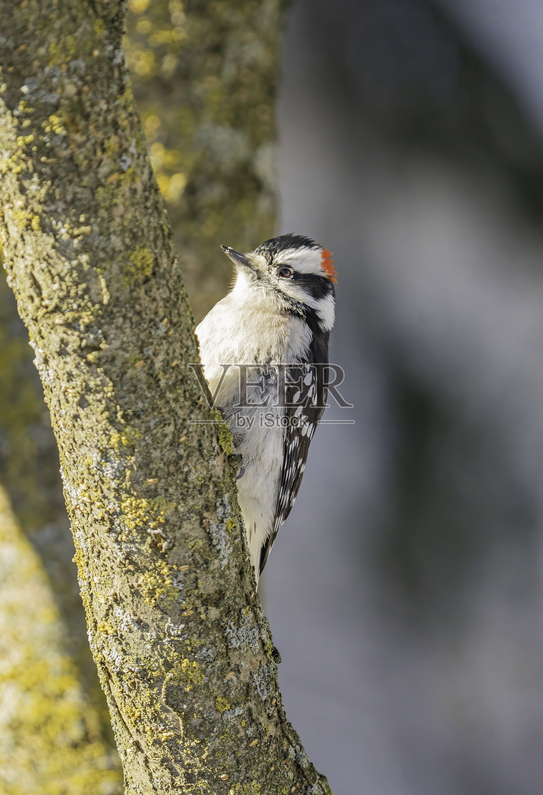 小松鼠，冬天照片摄影图片