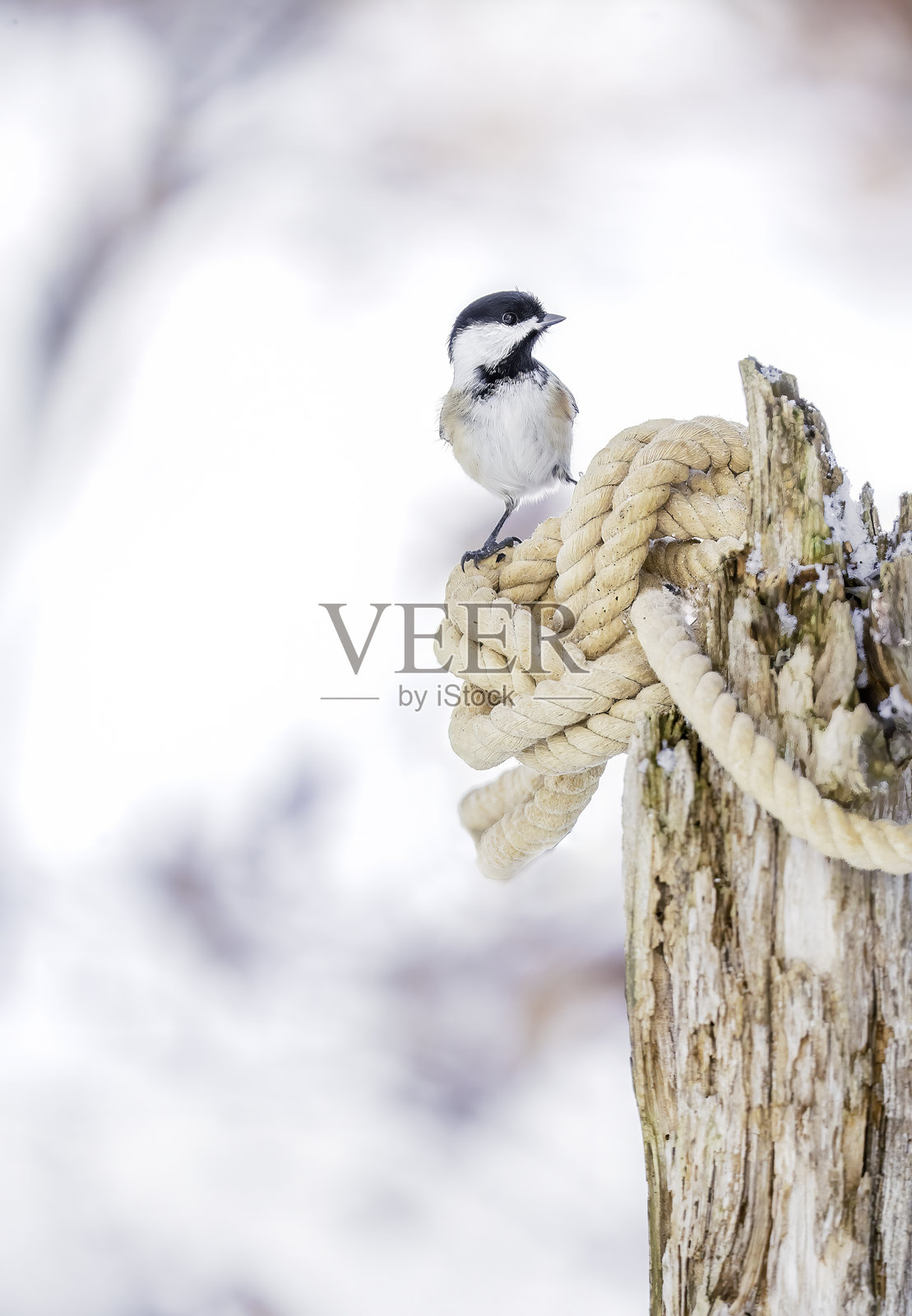 黑顶山雀栖息在冬季仙境中照片摄影图片