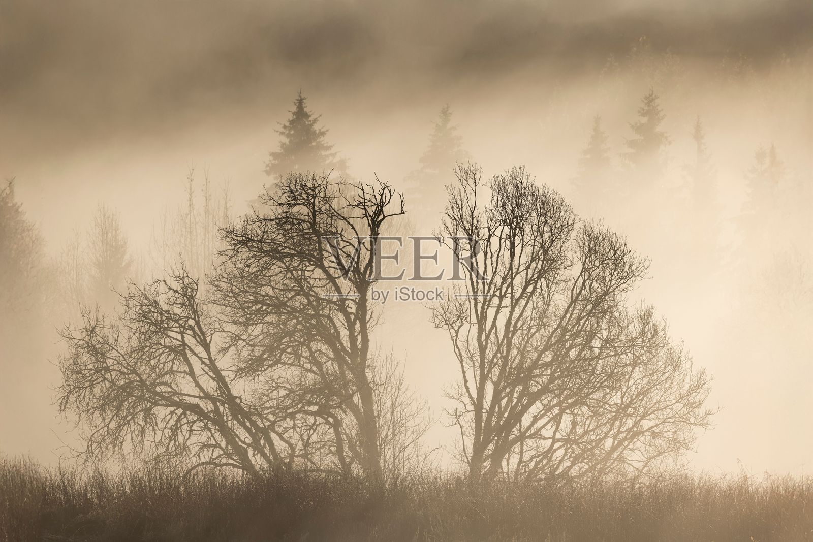 雾气弥漫的清晨景色，光秃的树木和雾气笼罩下的宁静森林场景，位于挪威照片摄影图片